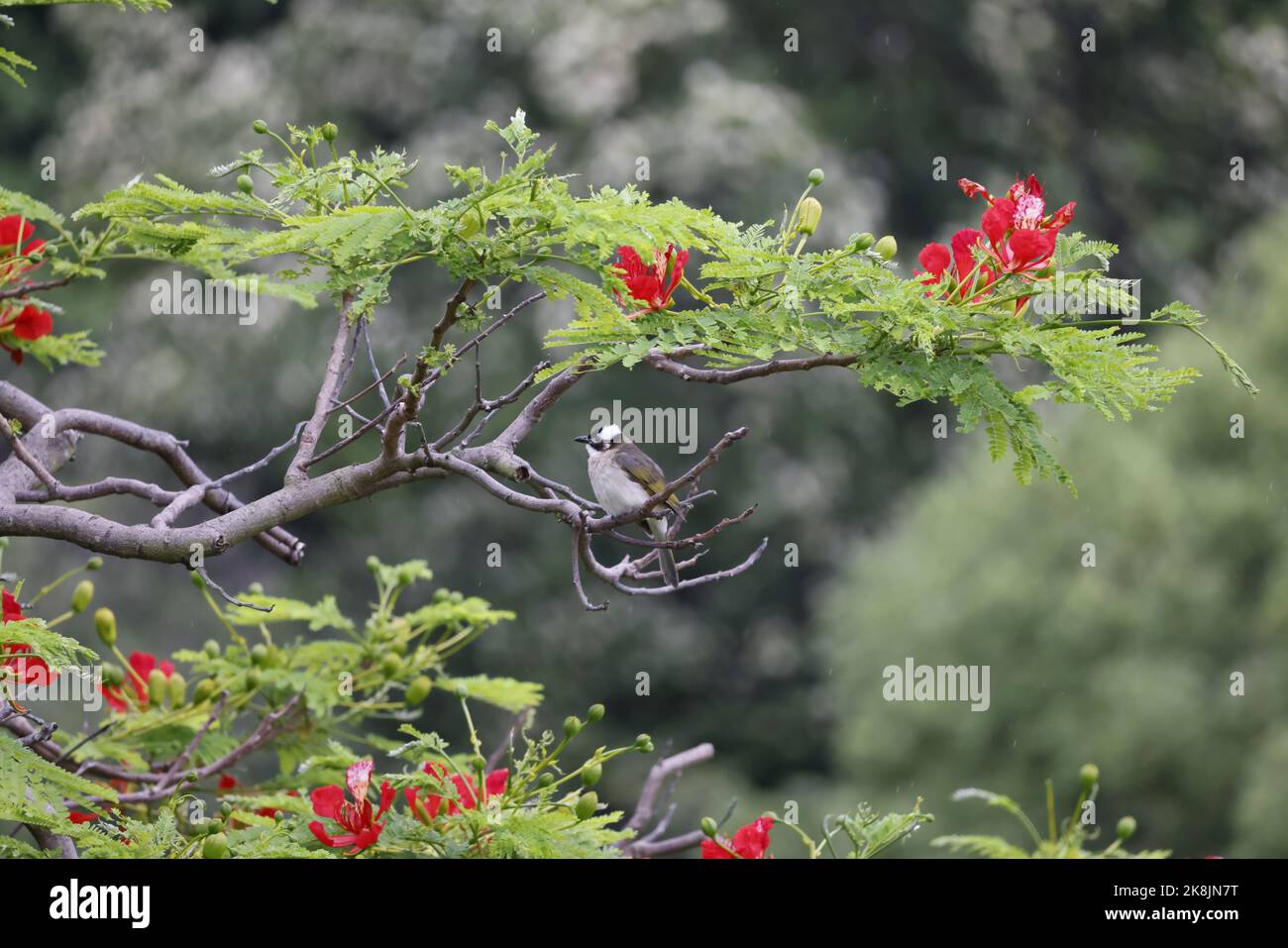 Ein leicht belüfteter Bulbul (Pycnonotus sinensis), der auf einem Baumzweig thront Stockfoto