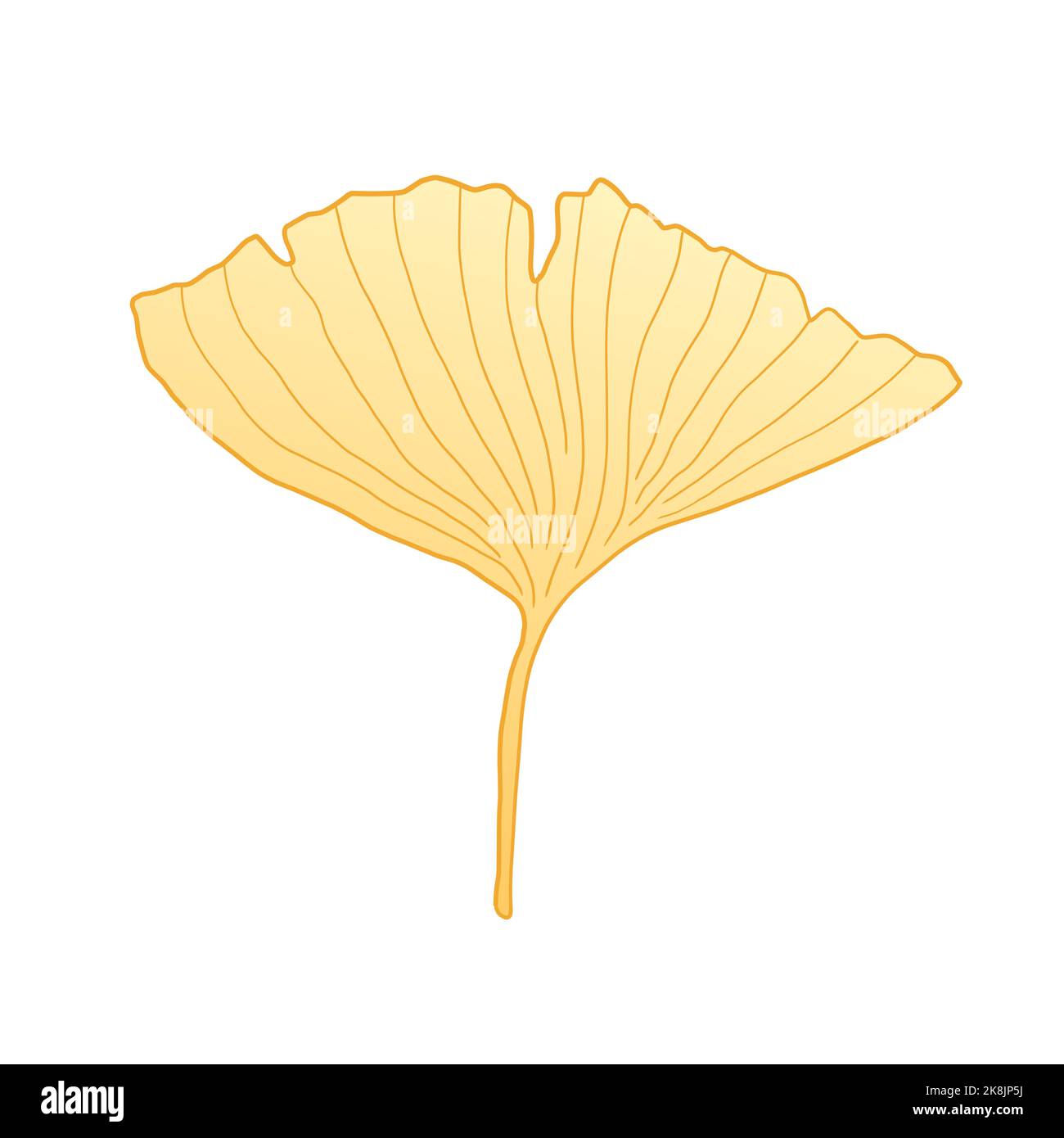 Ginkgo Blattgold. Ginkgo biloba Herbstlaub. Japanische isolierte Vektor-Pflanzenskizze. Stock Vektor