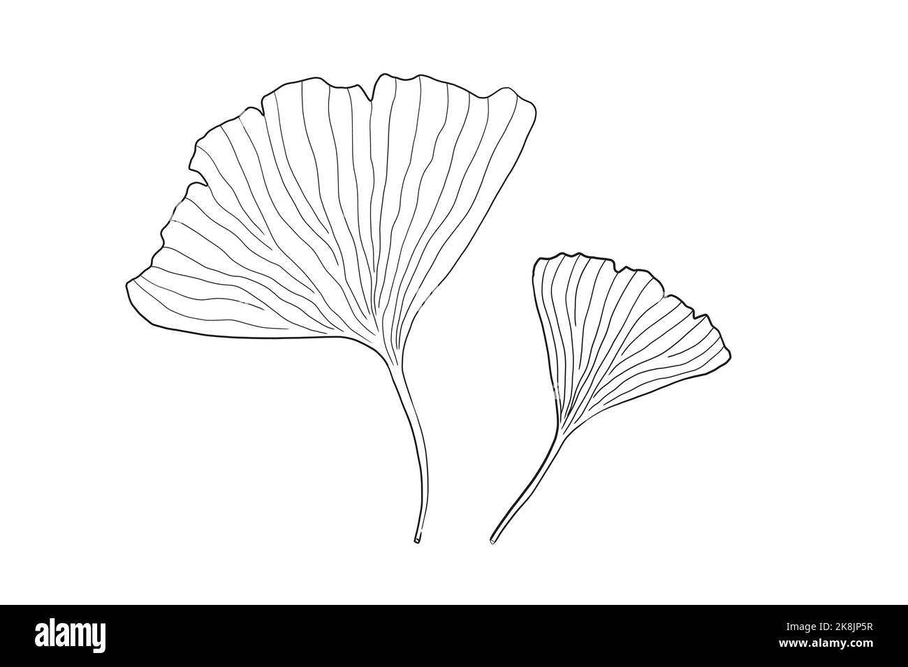 Ginkgo biloba zwei Blätter isoliert Vektor digitale Zeichnung. Japanisches Blumenmotiv im Wabi-Sabi-Stil. Stock Vektor