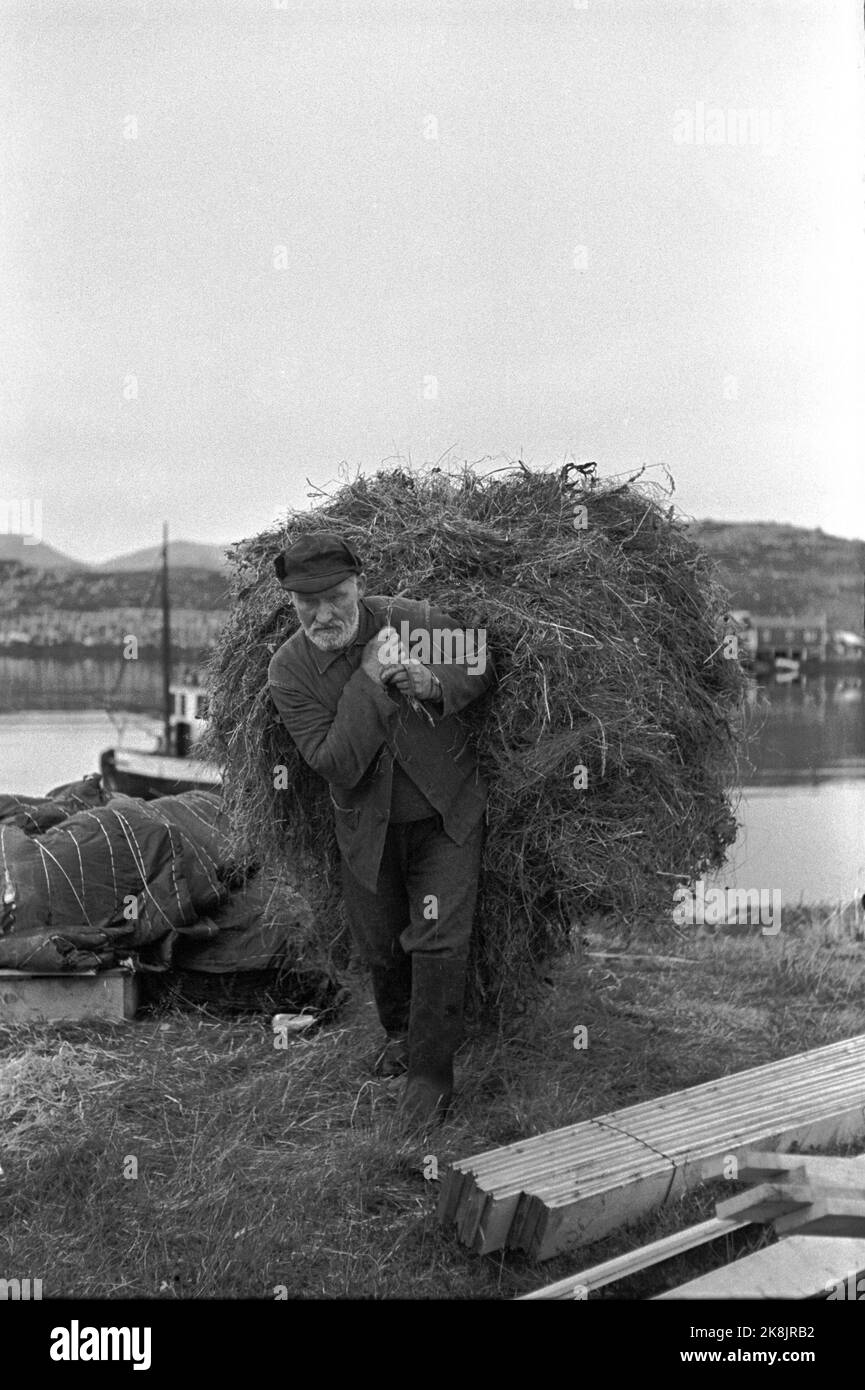 Sørøya in Finnmark im Frühjahr 1947 wurde der größte Teil der Bevölkerung von Sørøya am 15. Februar 1945 von der britischen/alliierten Marine nach Schottland evakuiert, nachdem sie auf der Flucht vor den Deutschen in Kasernen und Berghöhlen gelebt hatte. Jetzt kämpft die Bevölkerung von Sørøya mit der Erholung. Olav Bersvendsen holt sich hoch hinaus auf der Insel. Das Heu der kleinen Nachricht muss aus mehreren Bereichen zusammengeschabt und mit dem Boot nach Hause transportiert werden, um schließlich in die Scheune getragen zu werden. Hier alt bersvend olausen mit einem riesigen hohen Vorrat auf seinem Rücken. Foto: Th. Scotaam / Aktuell / NTB. Stockfoto