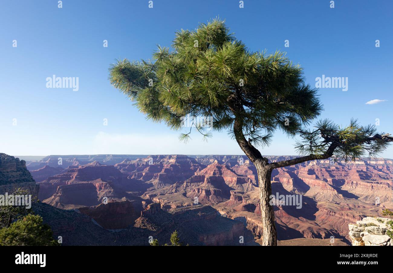 Einsamer Baum vor dem Gran Canyon Stockfoto
