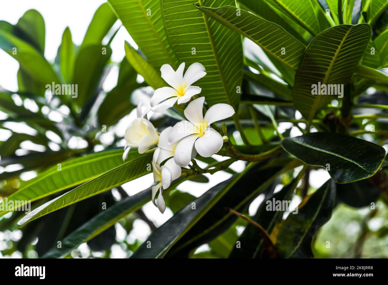 Viele Blüten von weißen Plumeria aus der Nähe Stockfoto