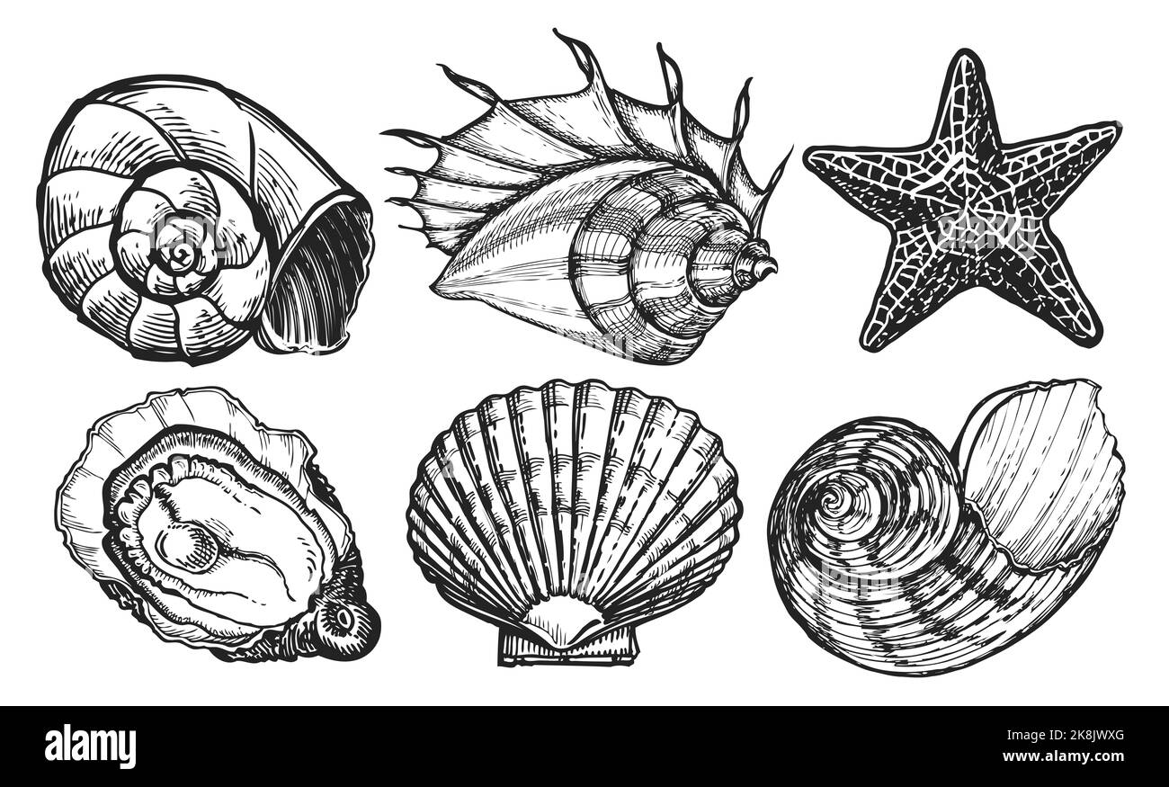 Set mit Meerestieren. Skizze „Muschel“. Seesterne, Muschel, Meeresmuschel. Meereskonzept. Unterwasserwelt Illustration Stockfoto