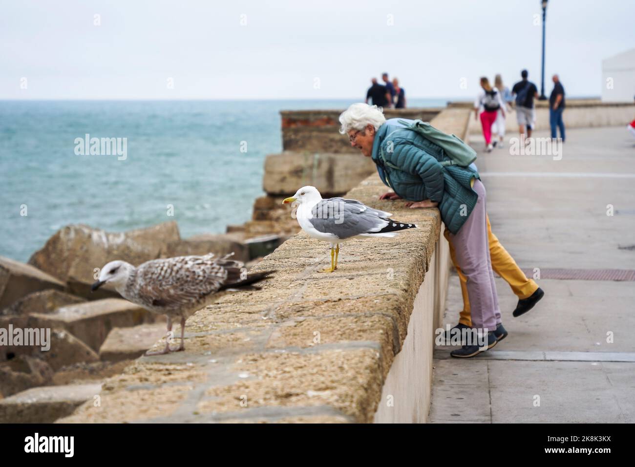 Gelbbeinmöwe, Larus michahellis an der Uferpromenade, Cádz, Andalusien, Spanien. Stockfoto