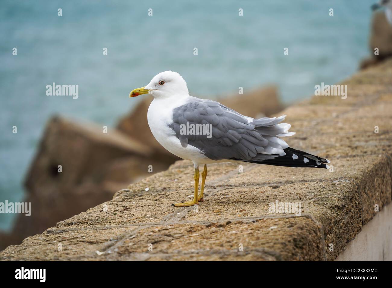 Gelbbeinmöwe, Larus michahellis an der Uferpromenade, Cádz, Andalusien, Spanien. Stockfoto