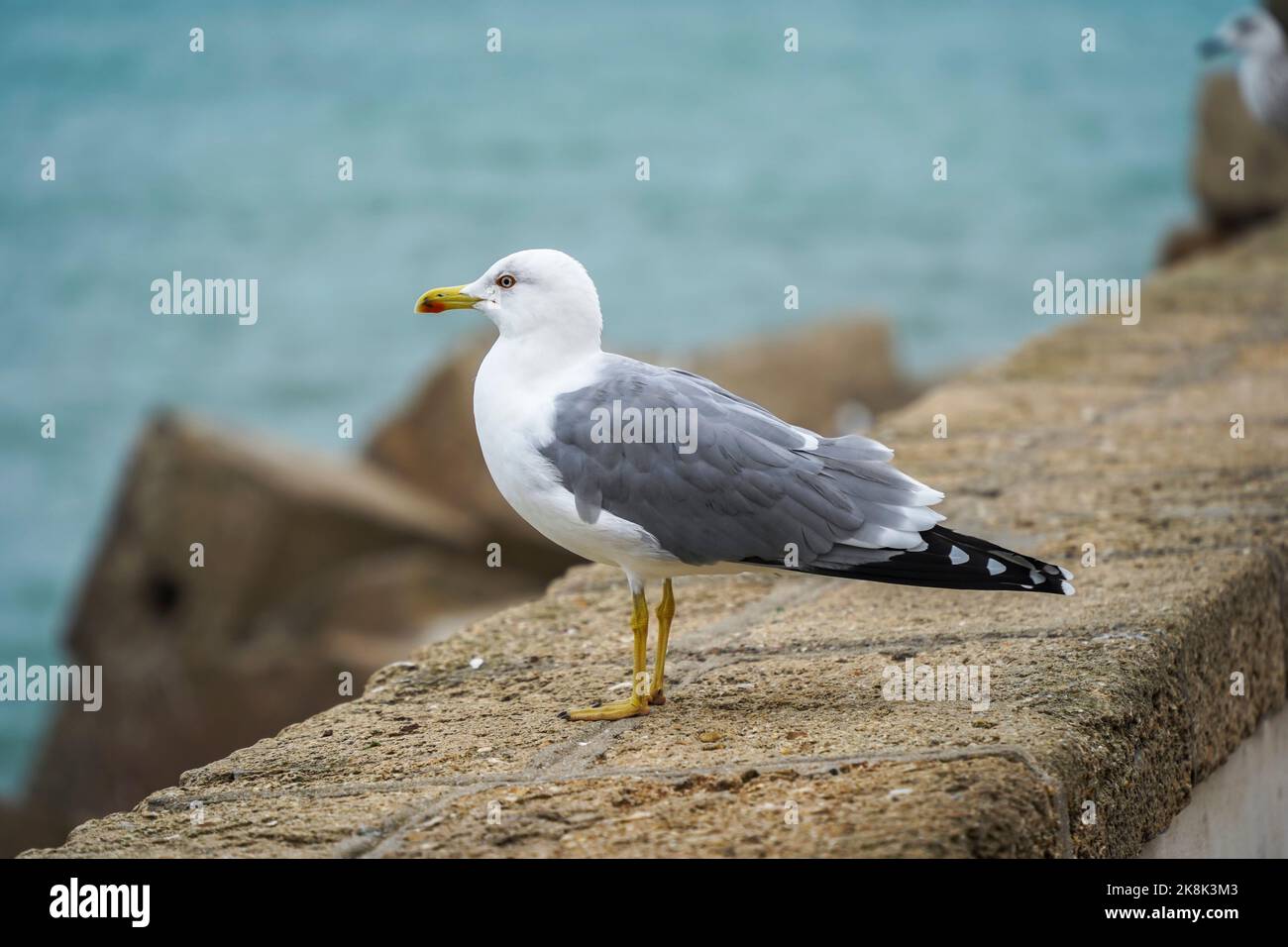 Gelbbeinmöwe, Larus michahellis an der Uferpromenade, Cádz, Andalusien, Spanien. Stockfoto