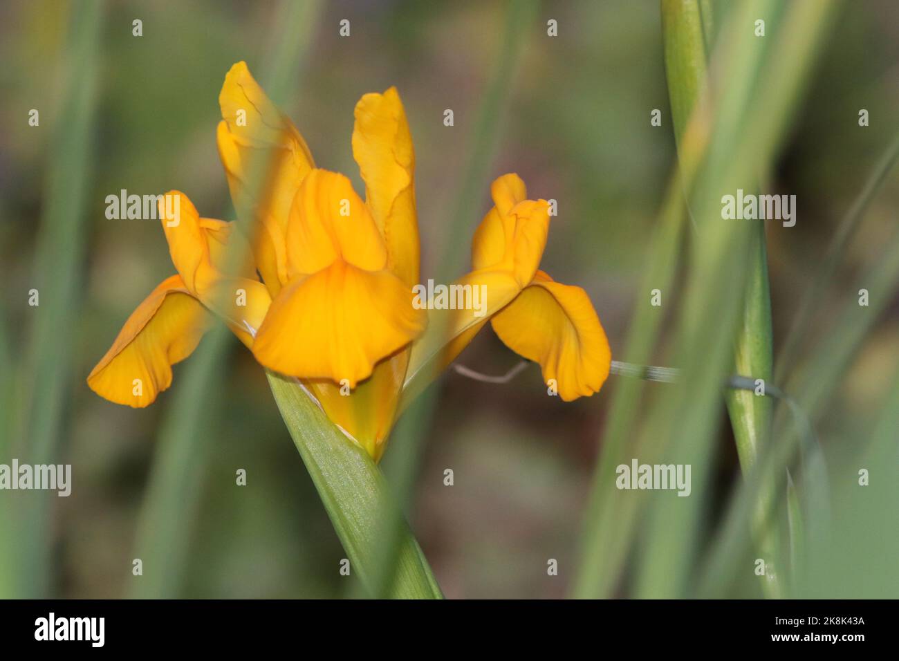 Gelbe Iris im Garten zu Hause Stockfoto