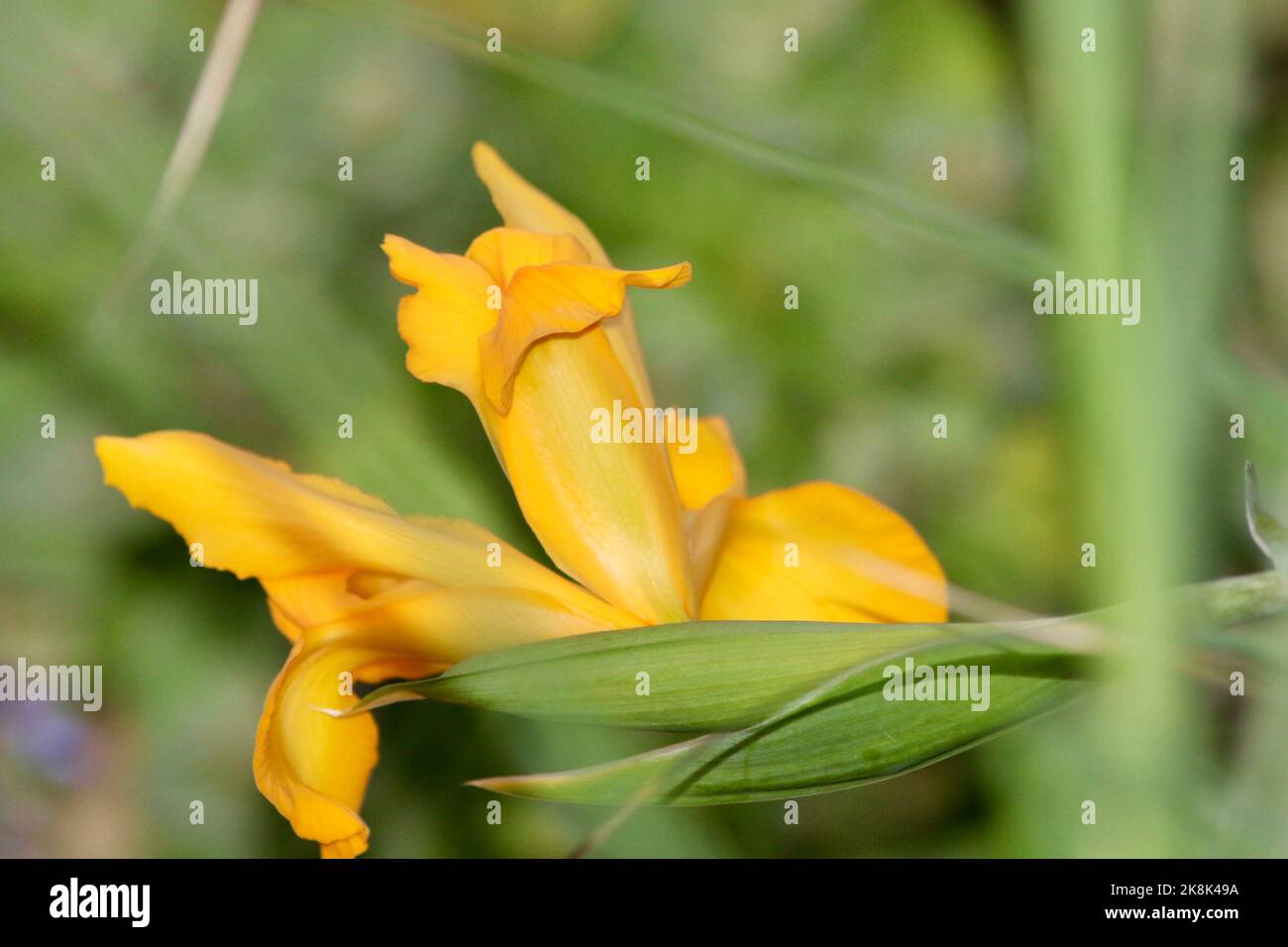 Gelbe Iris im Garten zu Hause Stockfoto