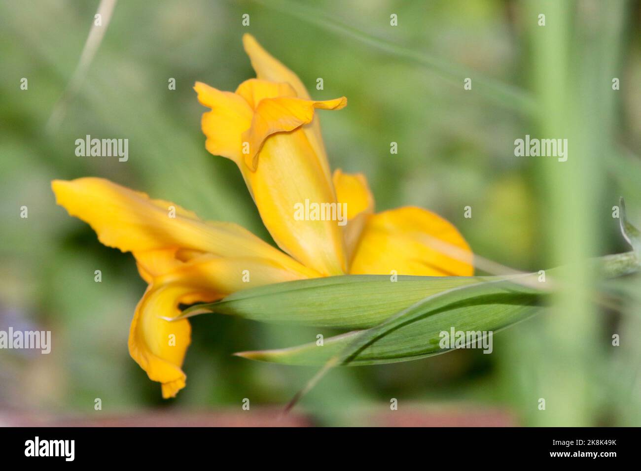 Gelbe Iris im Garten zu Hause Stockfoto