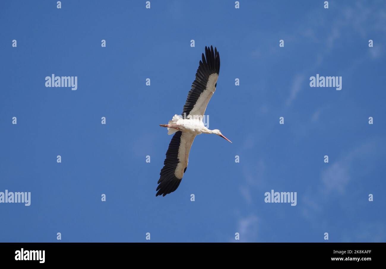 Ein Weißstorch (Ciconia ciconia) fliegend, La Janda, Andalusien, Spanien. Stockfoto