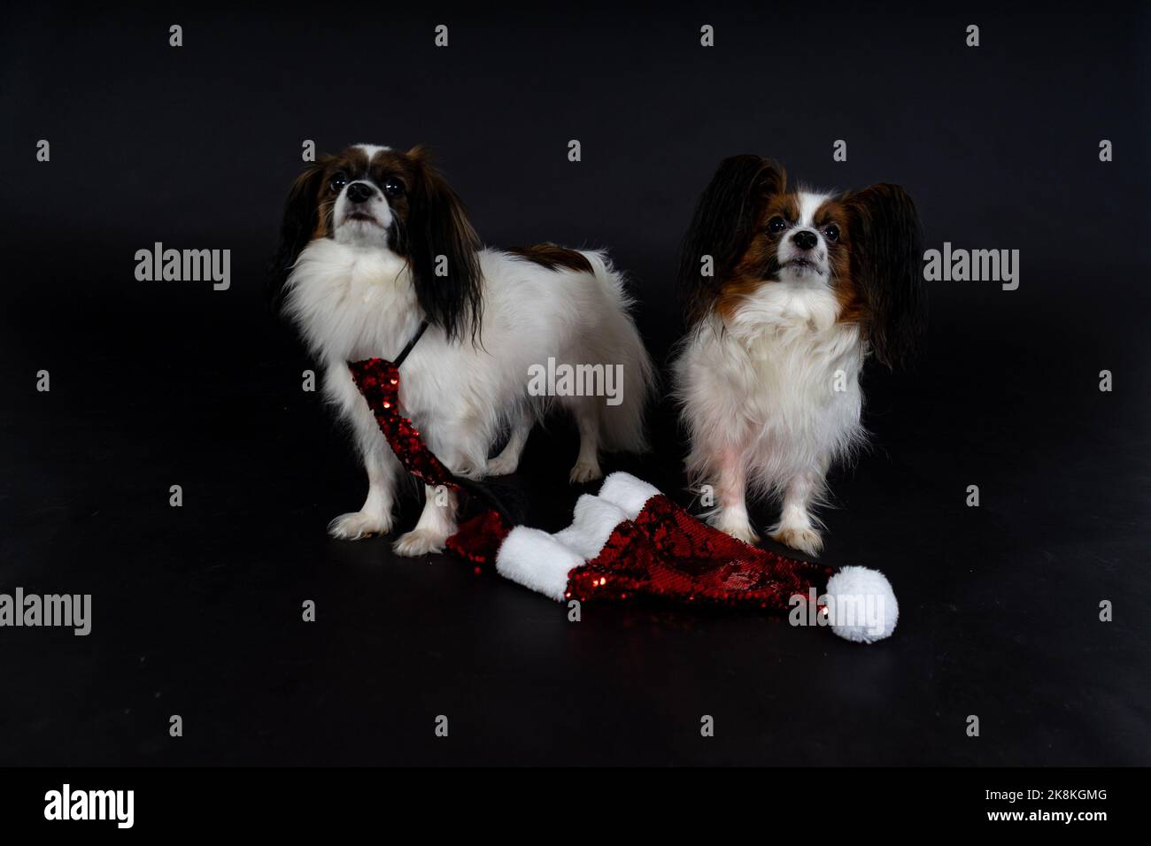 Weihnachtshunde, Papillons Stockfoto