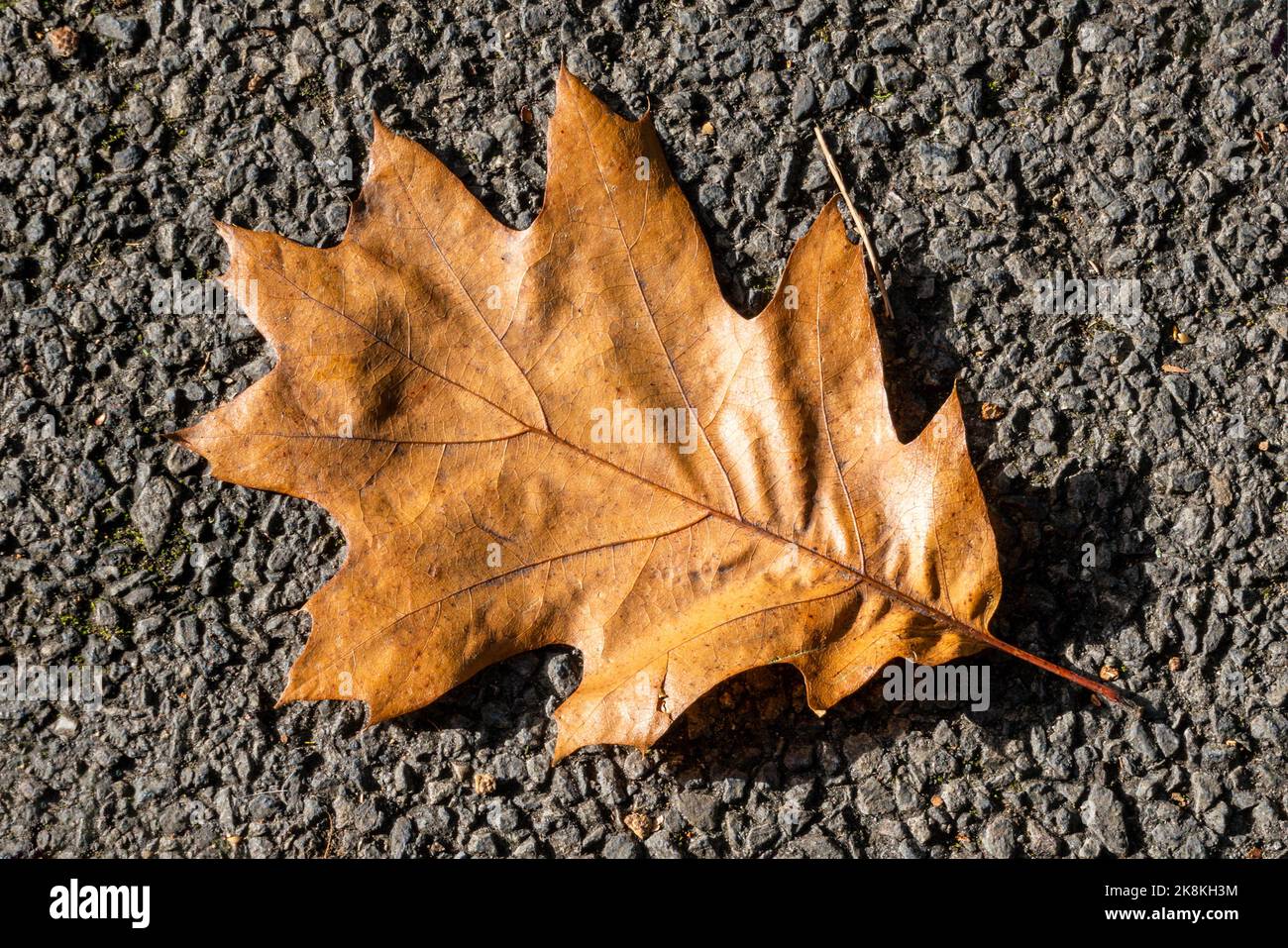 Eichenblatt Hintergrund, der braune Blätter in der goldenen Herbst Herbst Farbe im November hat, Stock Foto Bild Stockfoto