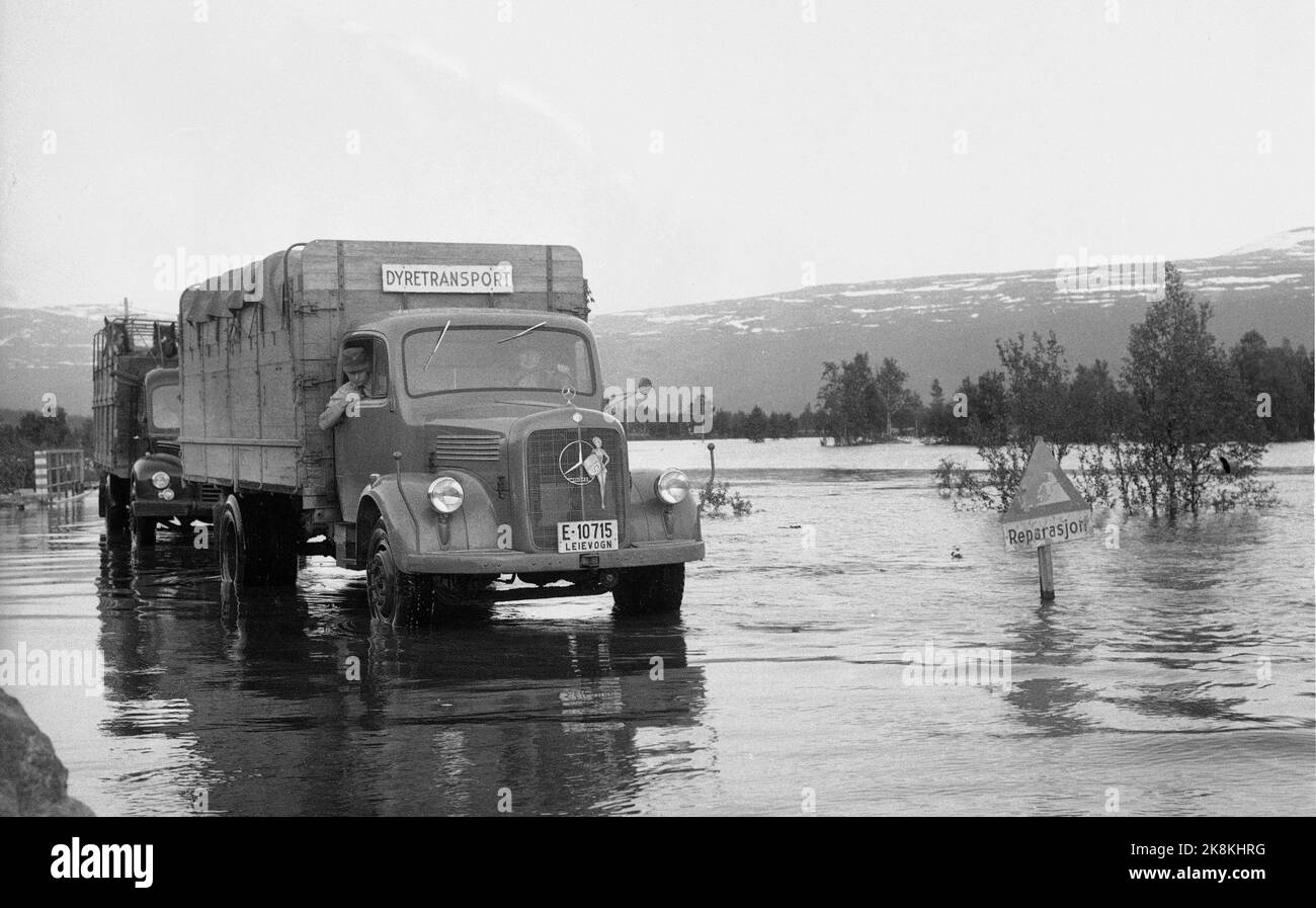 Møre und Romsdal19580703: Rekordhitze und schnelle Schneeschmelze Ende Juni und Anfang Juli führten zu Überschwemmungen in Romsdal und Gudbrandsdal. Hier ist ein Tiertransport stecken geblieben. "Reparieren" steht auf dem Verkehrsschild, und es braucht vielleicht nur das Wasser, um zurückzuziehen ... Foto: NTB / NTB Stockfoto