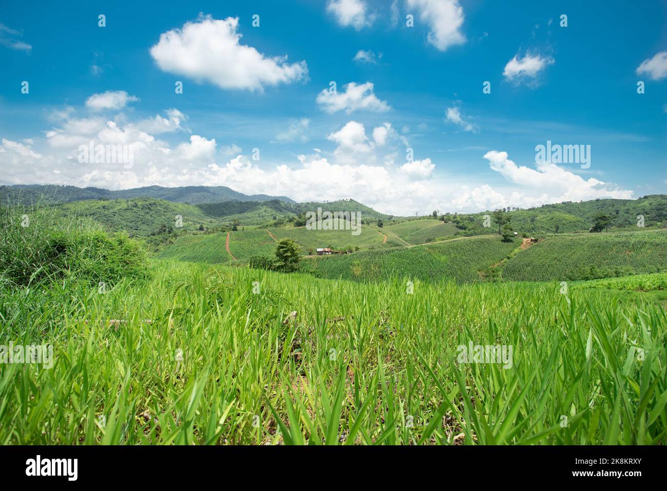 Wiesen und Maisfelder im Berg, wolkiger blauer Hintergrund. Stockfoto