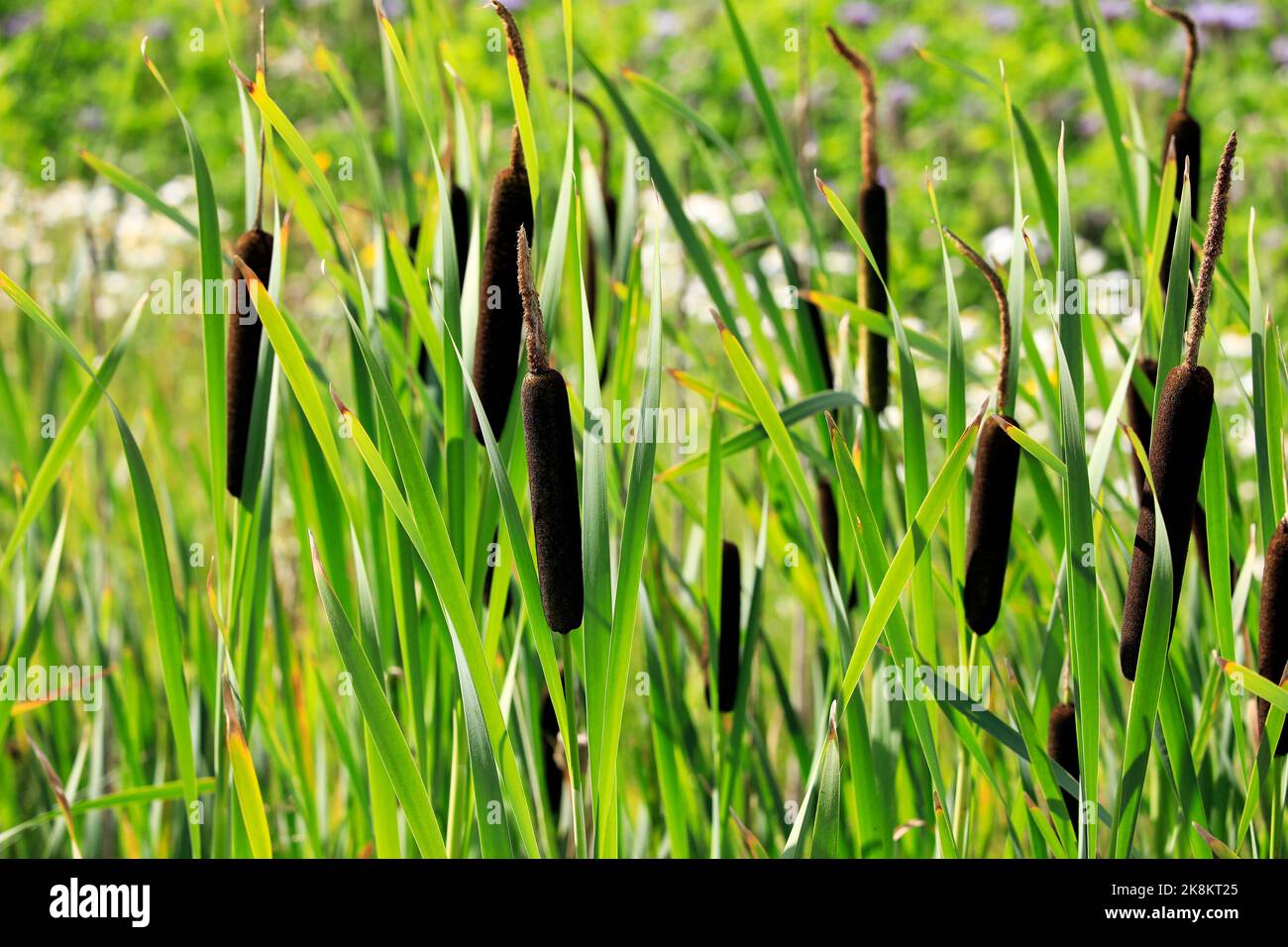 Typha latifolia, auch Bullush oder Gemeine Cattail genannt, die in einem Graben wächst. Typha-Fasern haben das Potenzial, neuartige, nachhaltige Textilfasern zu sein. Stockfoto