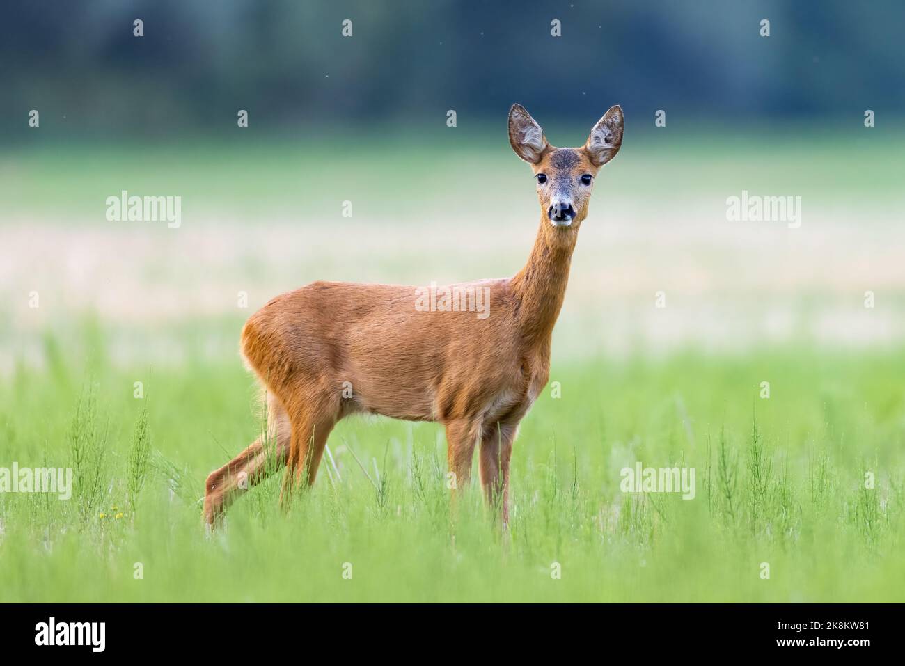 Rehe (Capreolus capreolus) , auf einer Wiese stehend. Stockfoto