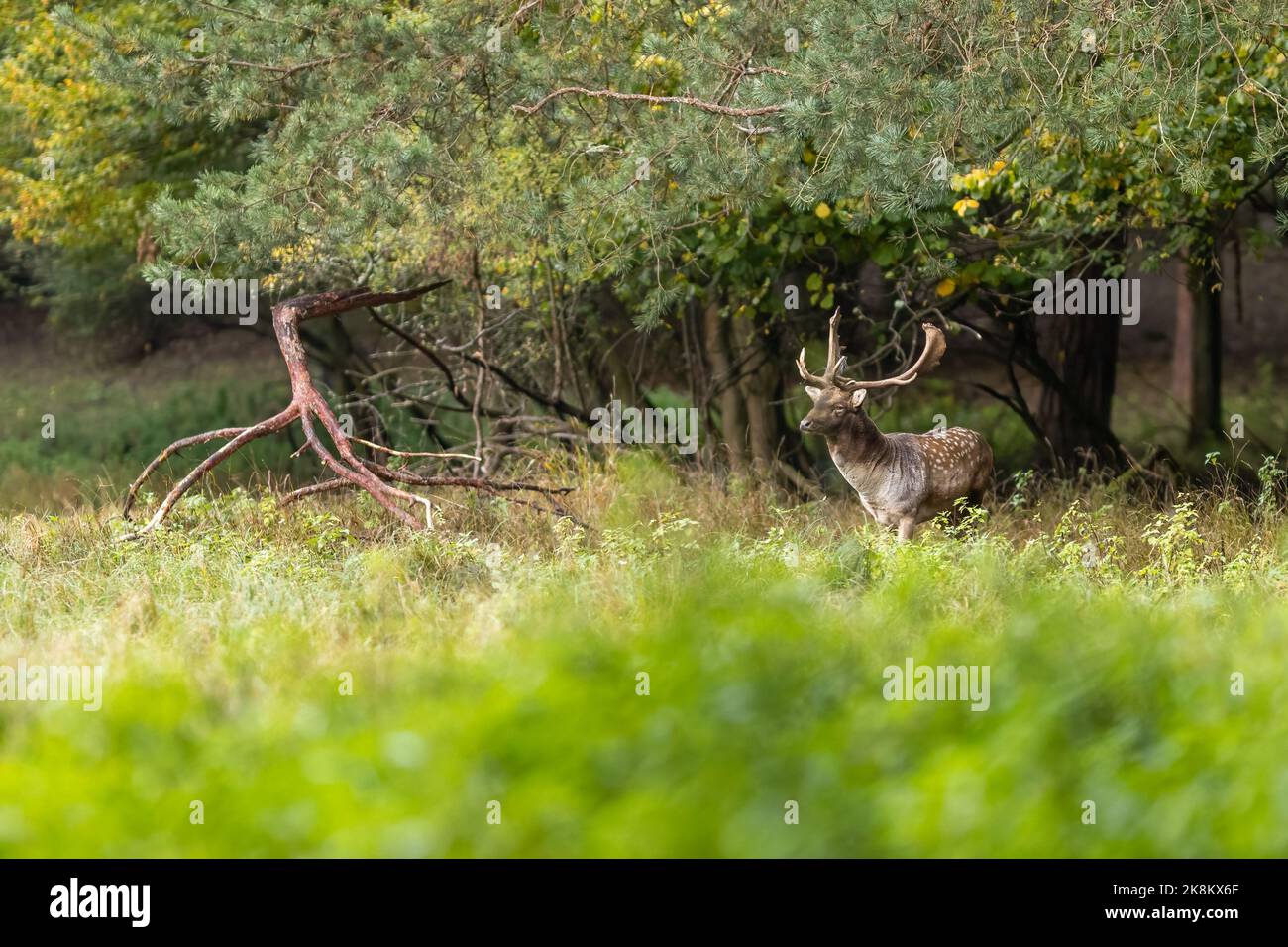 Damwild Männchen (dama dama) im Herbstwald. Stockfoto