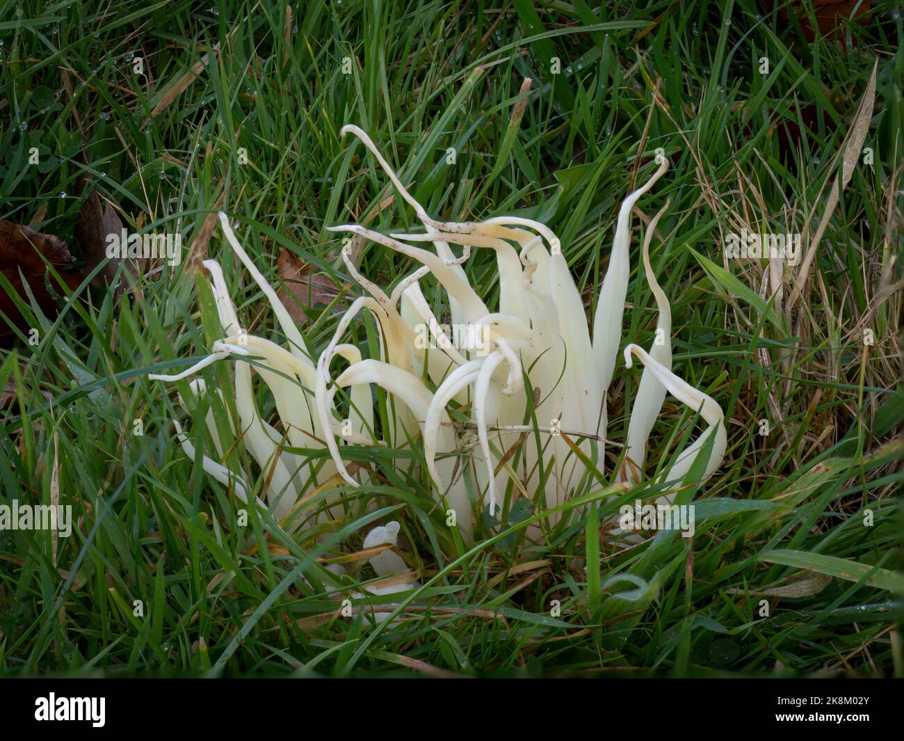 Clavaria fragilis, im Feld. Aka Feenfinger, weiße Wurmkoralle oder weiße Spindeln. Stockfoto