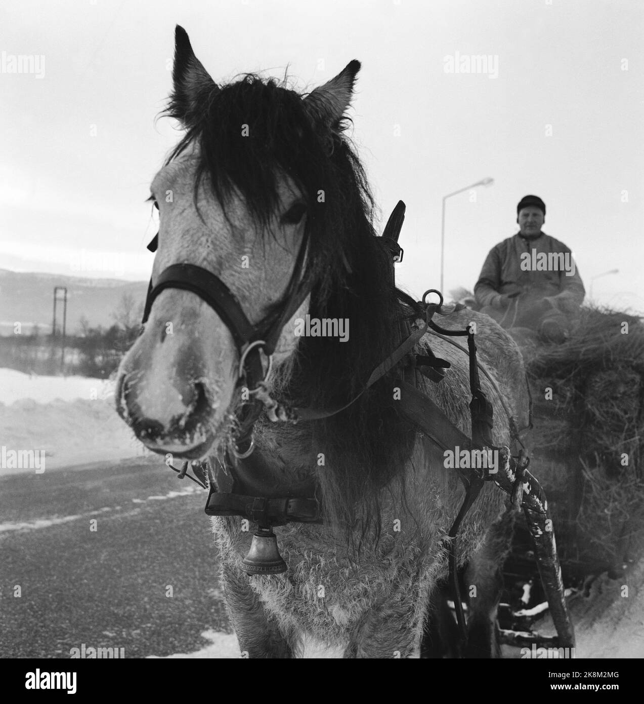 Tynset 11. Februar 1967, Bericht über Norwegens kältestes Dorf Tynset. Hier Olav Kroken, der keine Probleme hat, Pferde und Kutschen bei 30 - 40 Minus Grad zu fahren, aber es ist nicht komfortabel. Foto: Aage Storløkken / Aktuell / NTB Stockfoto