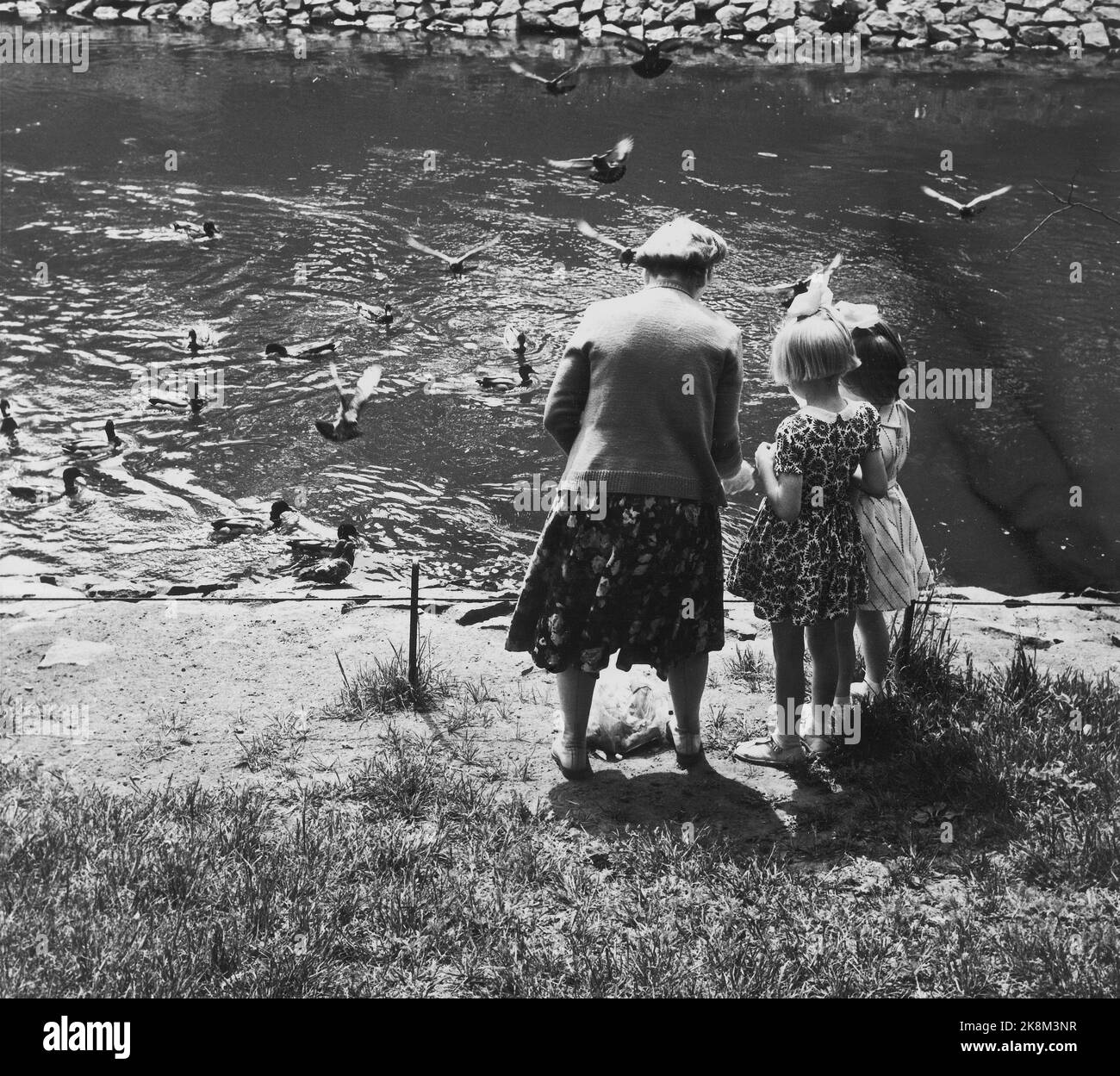 Oslo im Sommer 1962. Ein Spaziergang entlang der Akerselva von OS nach OS. Der Fluss hat für jeden etwas zu bieten. Hier ist eine Großmutter und zwei kleine Mädchen, die die Enden an der Ankerbrücke füttern, wo das Wasser leise fließt. Foto: Aage Storløkken / Aktuell / NTB. Stockfoto