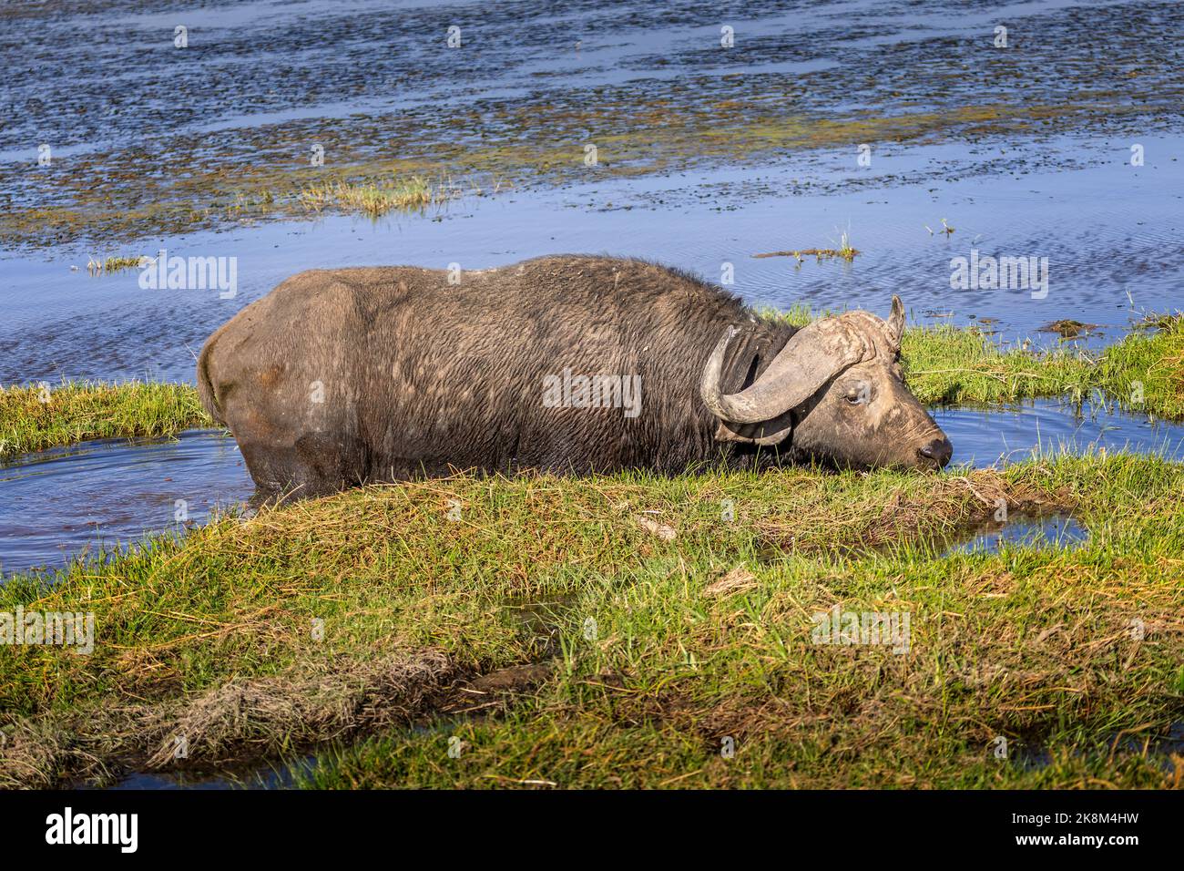 Wildwasserbüffel im Amboseli-Nationalpark Stockfoto