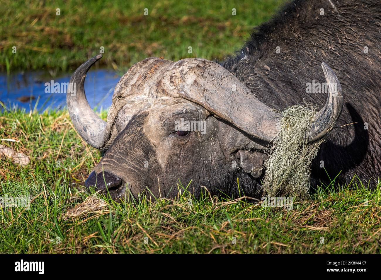 Wildwasserbüffel im Amboseli-Nationalpark Stockfoto