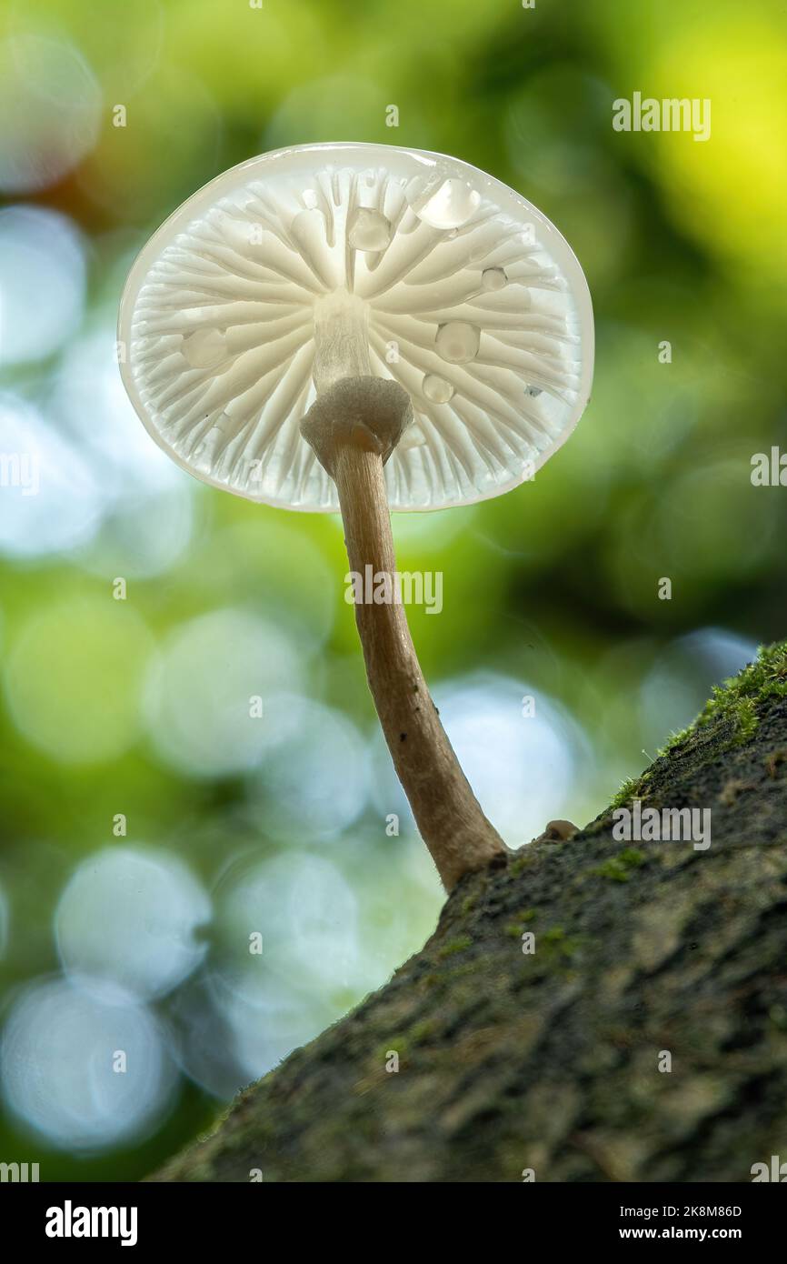 Porzellanpilz (Oudemansiella mucida), wächst auf dem Stamm einer Buche im Oktober oder Herbst, England, Großbritannien. Ansicht von Unterseite und Kiemen. Stockfoto