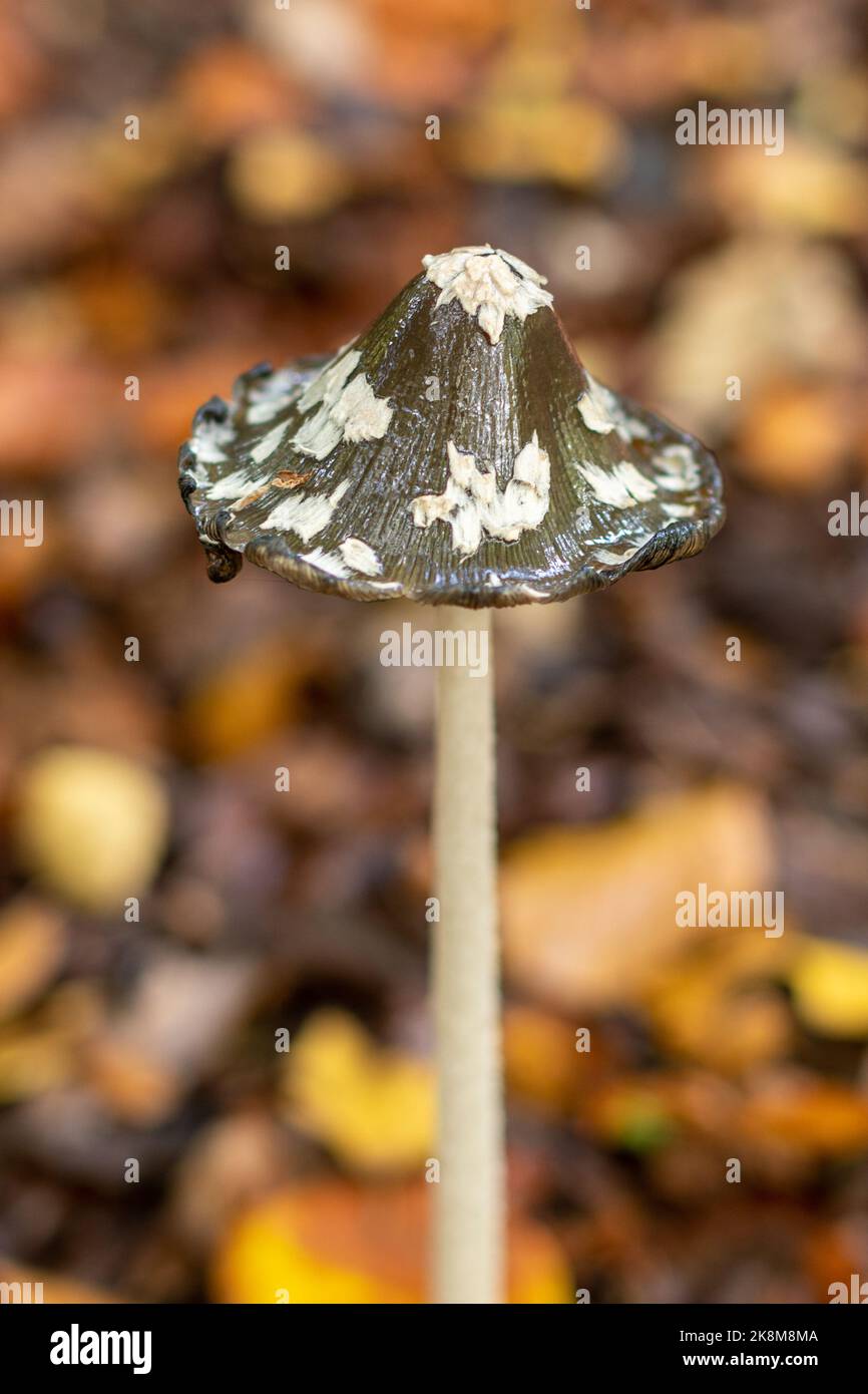 Elster-Tintenkappenpilz, Coprinopsis picacea, wächst im Oktober in West Sussex, England, Großbritannien, im Wald unter gefallenen Herbstblättern Stockfoto