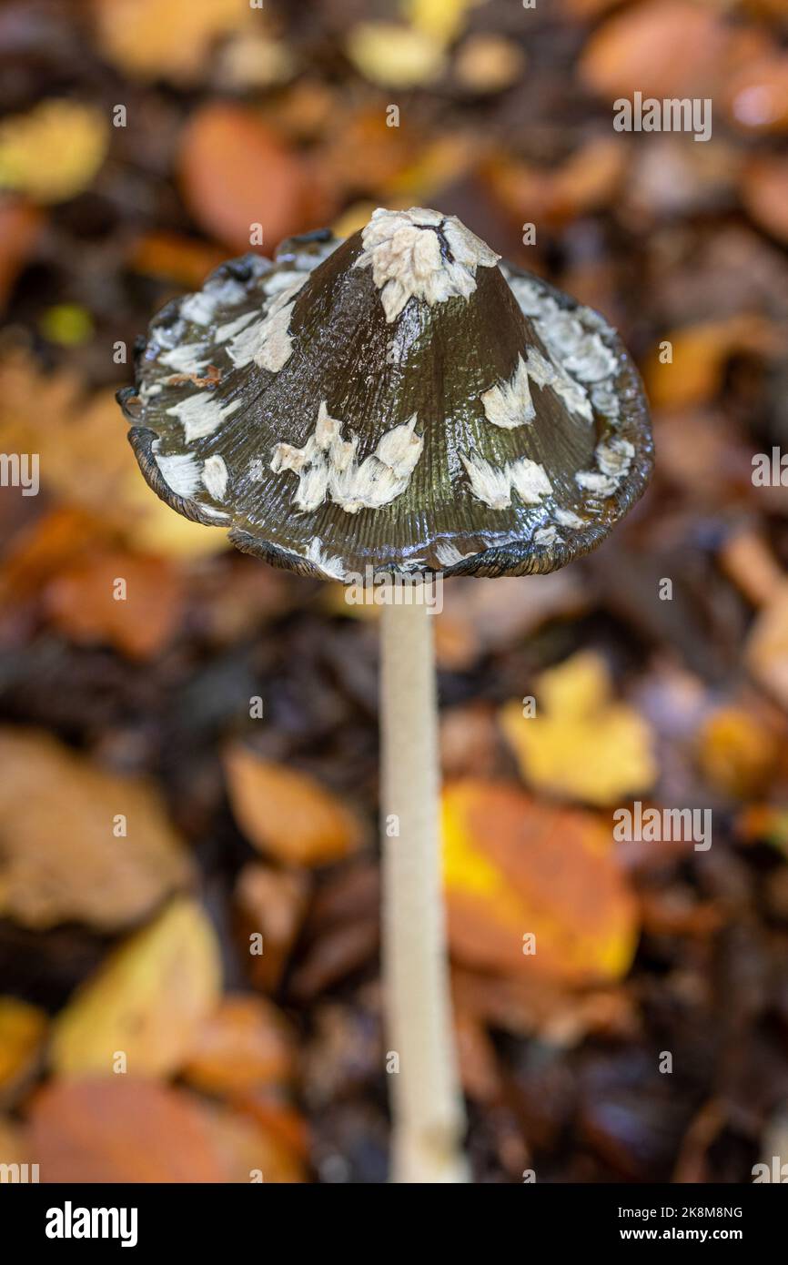 Elster-Tintenkappenpilz, Coprinopsis picacea, wächst im Oktober in West Sussex, England, Großbritannien, im Wald unter gefallenen Herbstblättern Stockfoto