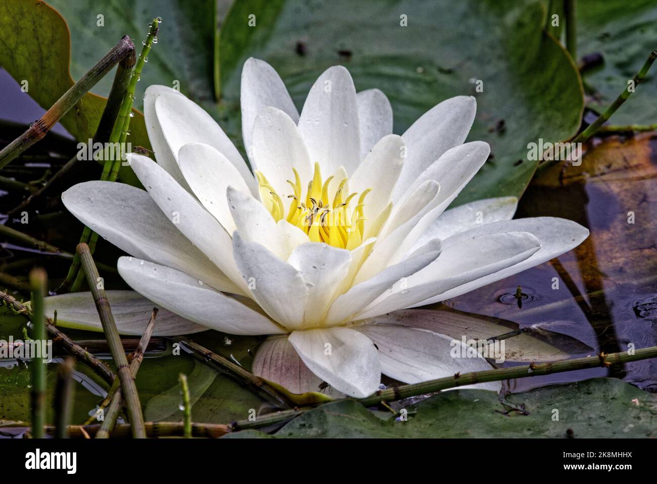 Weiße Wasserlilie in voller Blüte Stockfoto