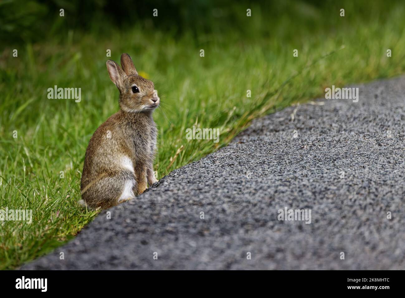 Ein jugendliches wildes Kaninchen, das am Straßenrand sitzt Stockfoto