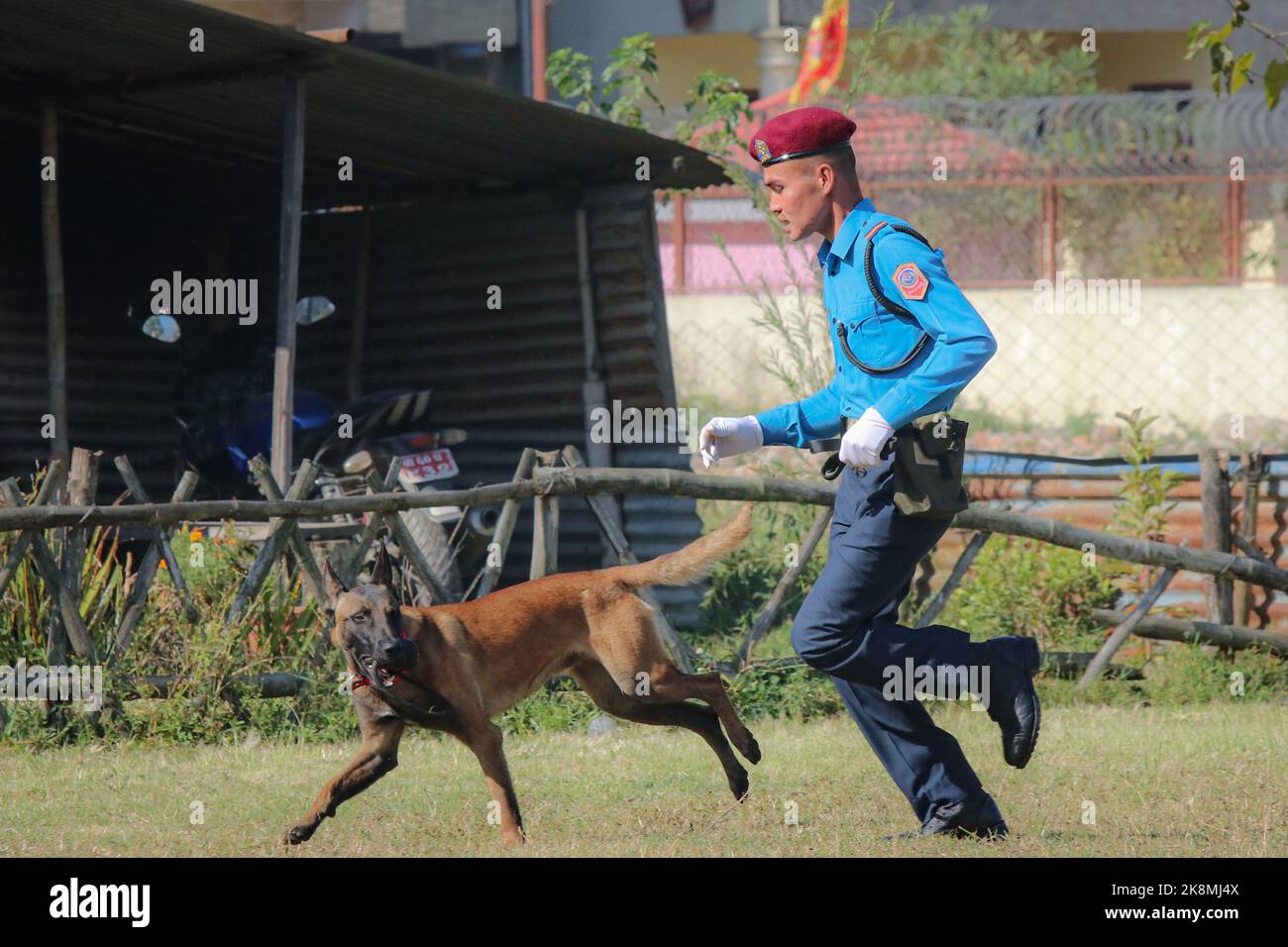 Kathmandu, Nepal. 24. Oktober 2022. Am 24. Oktober 2022 in Kathmandu, Nepal. Der Hund der Polizei Nepals erfüllt seine Aufgaben während der Feier des „Hundefestivals (Kukur Tihar)“ in der Central Police Dog Training School. Dieses Festival ist Beobachter am zweiten Tag des Tihar-Festivals. An diesem Tag werden Hunde mit Gebeten, Girlanden, Hundefutter angeboten. (Foto: Abhishek Maharjan/Sipa USA) Quelle: SIPA USA/Alamy Live News Stockfoto