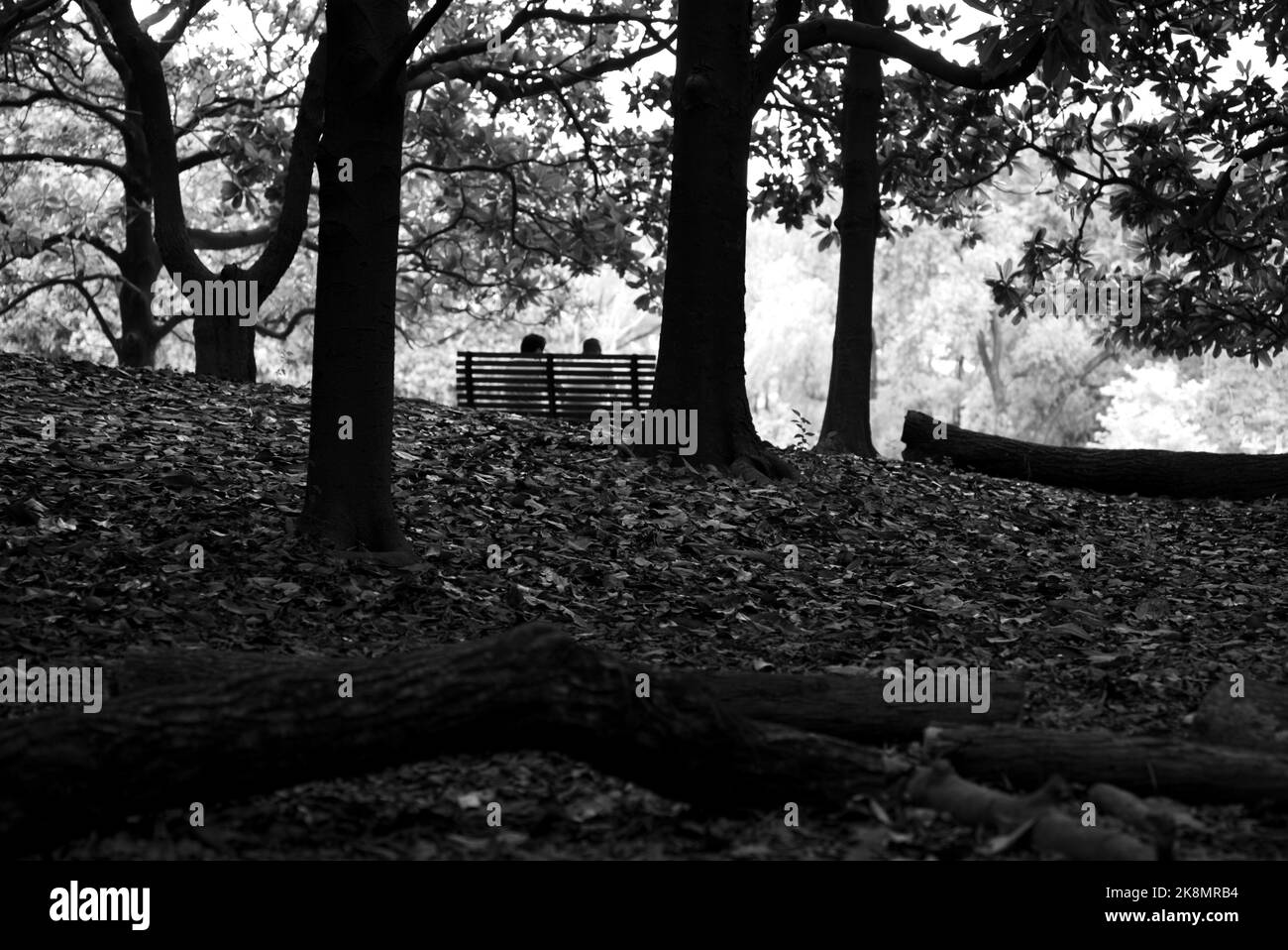 Eine Graustufenaufnahme von Menschen, die auf einer Bank in einem Wald sitzen Stockfoto