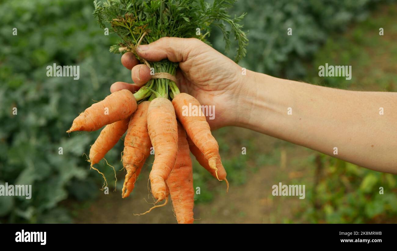 Karotte Daucus carota Feld Ernte Bauernhof bio Detail Bund Hand Wurzel sativus Ernte Nahaufnahme Blätter Blatt Gemüse Nahaufnahme Bodenanbau, Bio Stockfoto