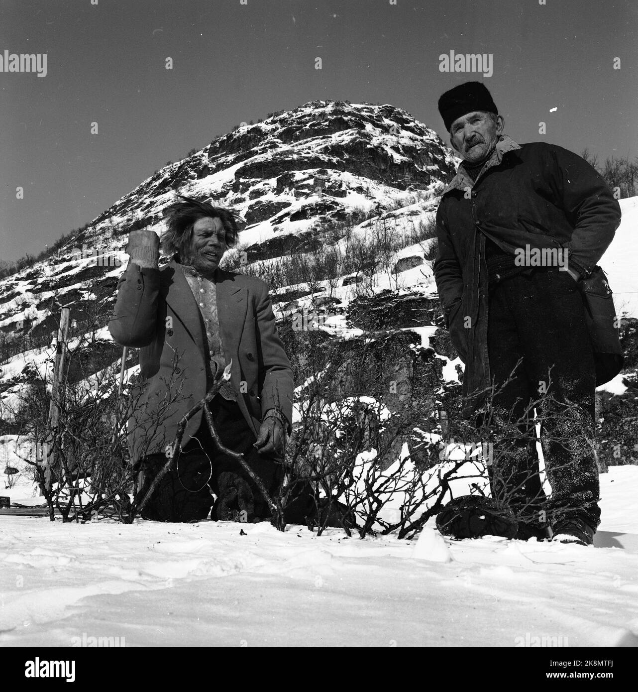 Argehovd nördlich von Møsvatn, Hardangervidda. März 1966. Åsmund Løvås (84) lebt und betreibt mit seinen beiden Söhnen den Hof Argehovd weit in Hardangervidda. Jagd und Fallenlassen gehören zu ihrem Alltag. Hier Åsmund (th) mit Nachbar Jon mogen, als sie eine Falle/Snare für Birkhuhn herausstellten. Foto: Aage Storløkken / Aktuell / NTB Stockfoto