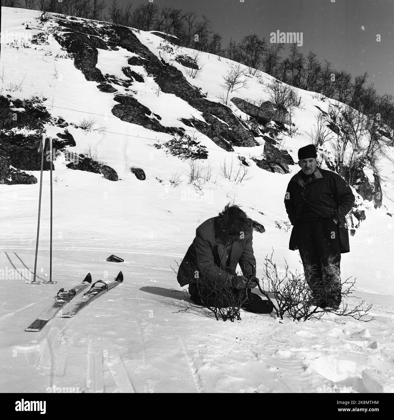 Argehovd nördlich von Møsvatn, Hardangervidda. März 1966. Åsmund Løvås (84) lebt und betreibt mit seinen beiden Söhnen den Hof Argehovd weit in Hardangervidda. Jagd und Fallenlassen gehören zu ihrem Alltag. Hier Åsmund (th) mit Nachbar Jon mogen, als sie eine Falle/Snare für Birkhuhn herausstellten. Foto: Aage Storløkken / Aktuell / NTB Stockfoto