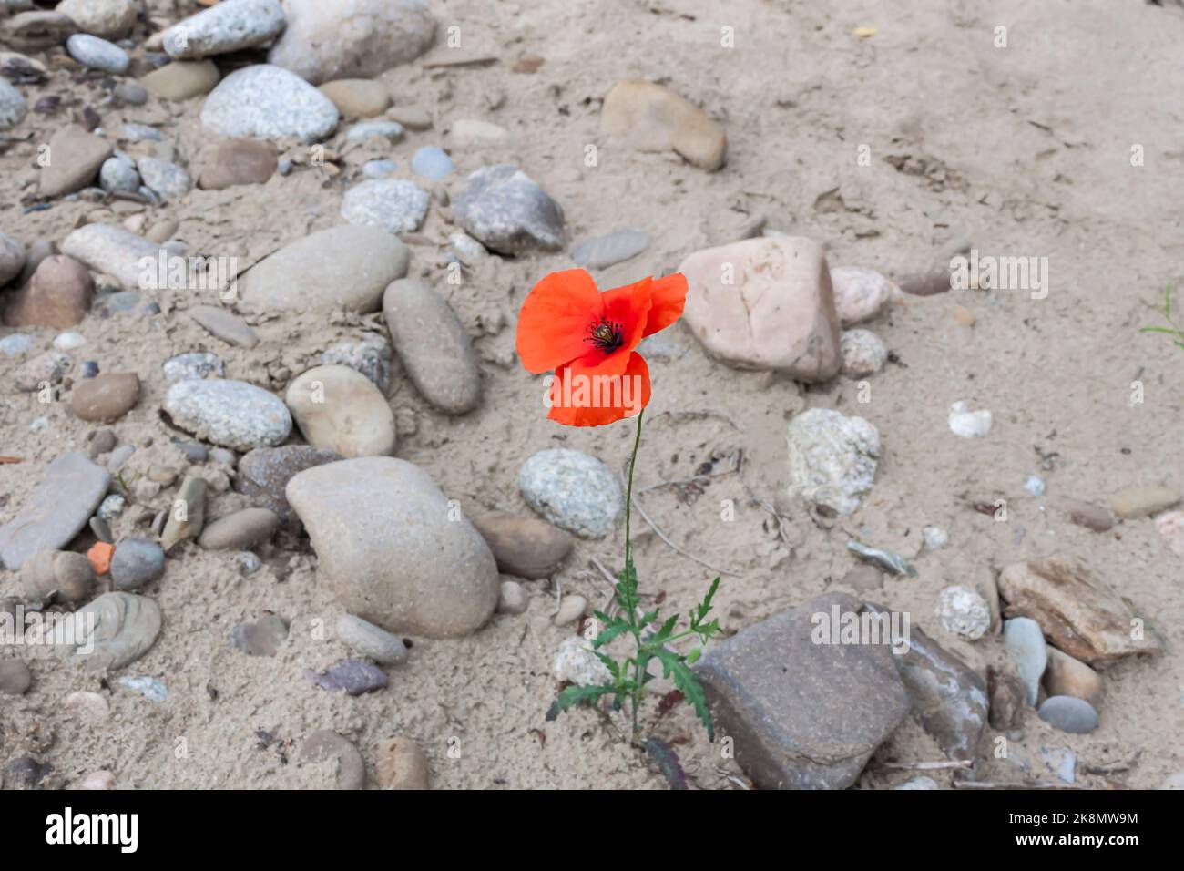Mohn auf dem Sand Stockfoto