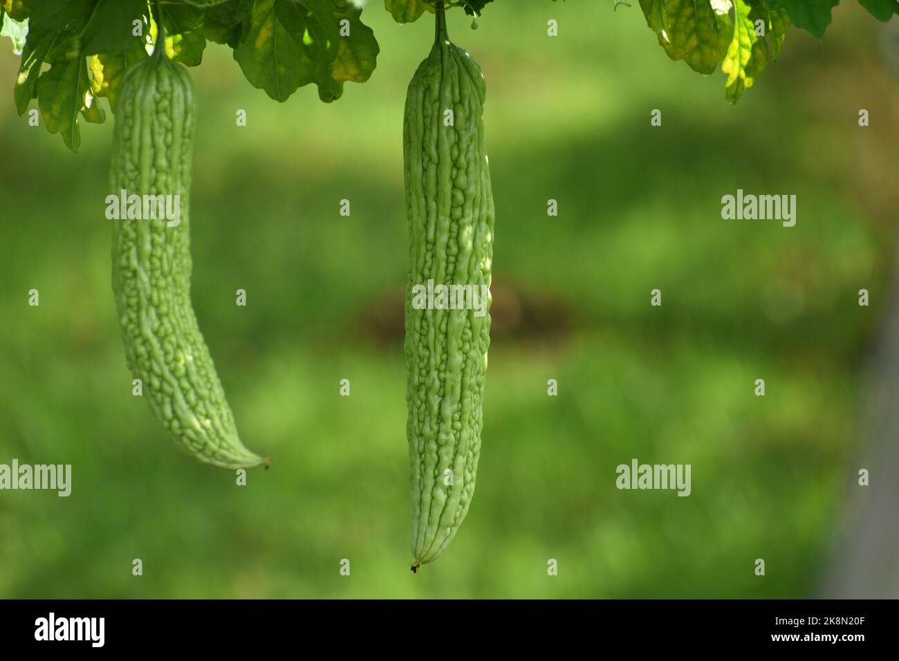Unreife Bittermelone. Stockfoto