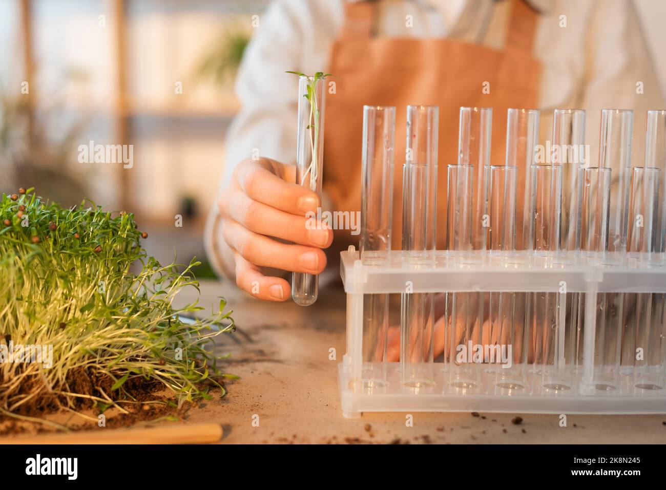 Beschnittene Ansicht eines verschwommenen Kindes, das zu Hause eine Pflanze in einem Glasröhrchen hält, Stockbild Stockfoto