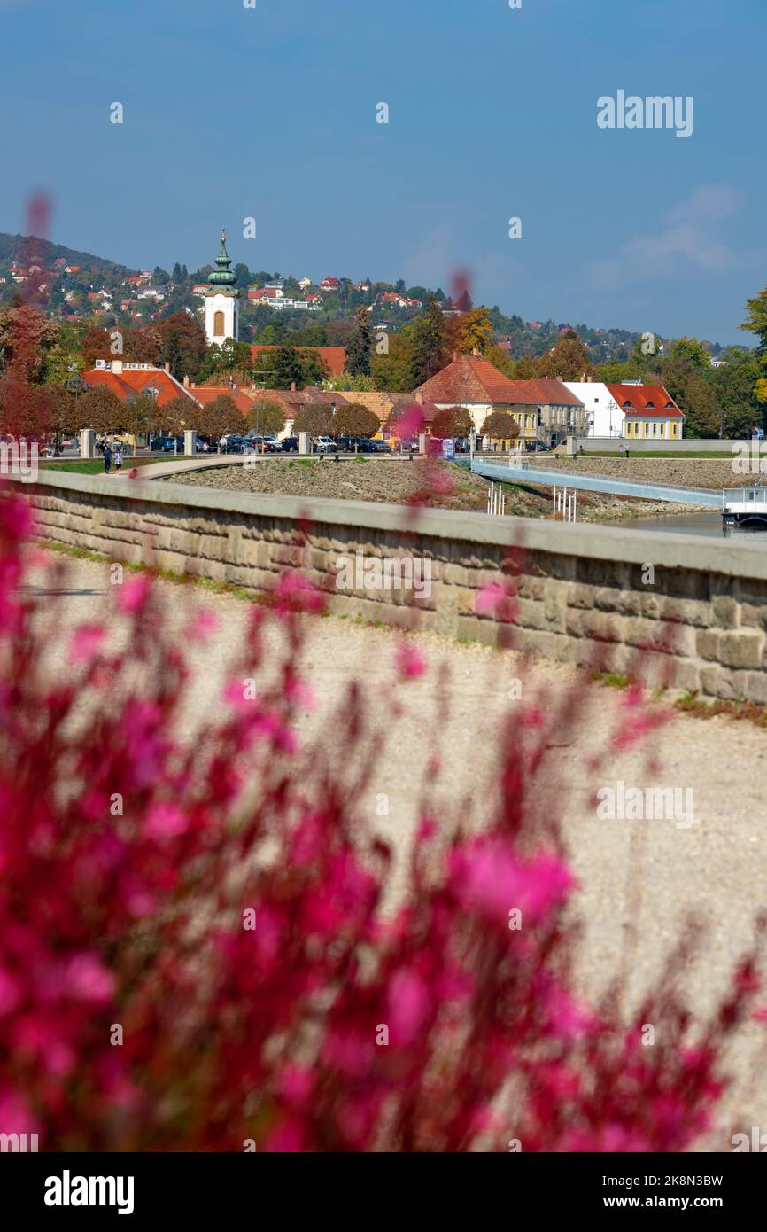 Schöne Flussseite in Szentendre neben der Donau mit Gehsteig-Promenade und rosa Gaura lindheimeri Blume Stockfoto