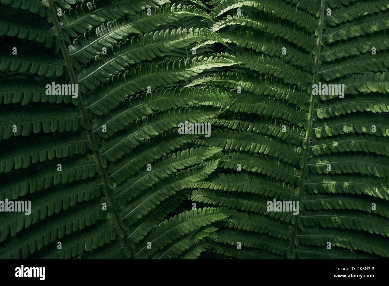 Grüne Farne, Tracheophyta-Muster unter Sonnenlicht Stockfoto