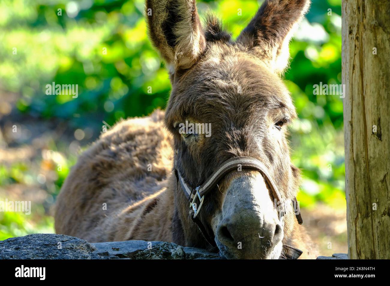 Frankreich, Normandie, Le Rozel, 19.09.2022 Hausesel in einem Gehege