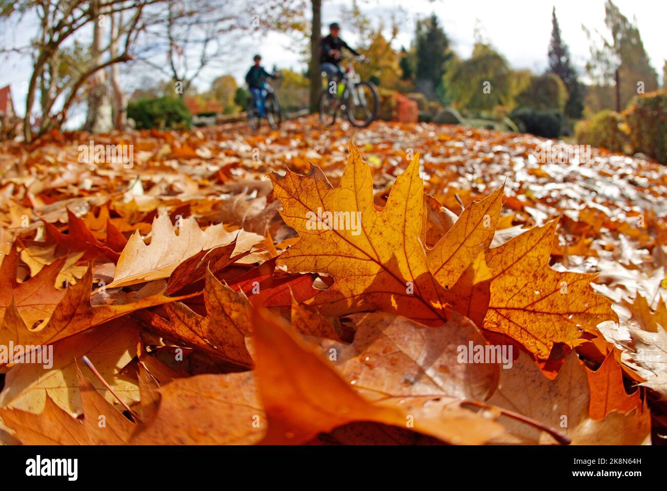 Schierke, Deutschland. 24. Oktober 2022. Herbstblätter liegen auf einem Bürgersteig im Harz. Ein leichter Wind bläst die Blätter von den Bäumen herunter. Quelle: Matthias Bein/dpa/Alamy Live News Stockfoto