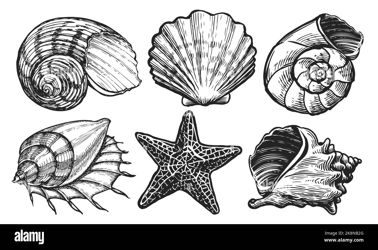 Handgezeichnete Muscheln und Seesterne Set. Konzept für die Sammlung von Schiffen. Skizzendarstellung im Vintage-Gravurstil Stockfoto