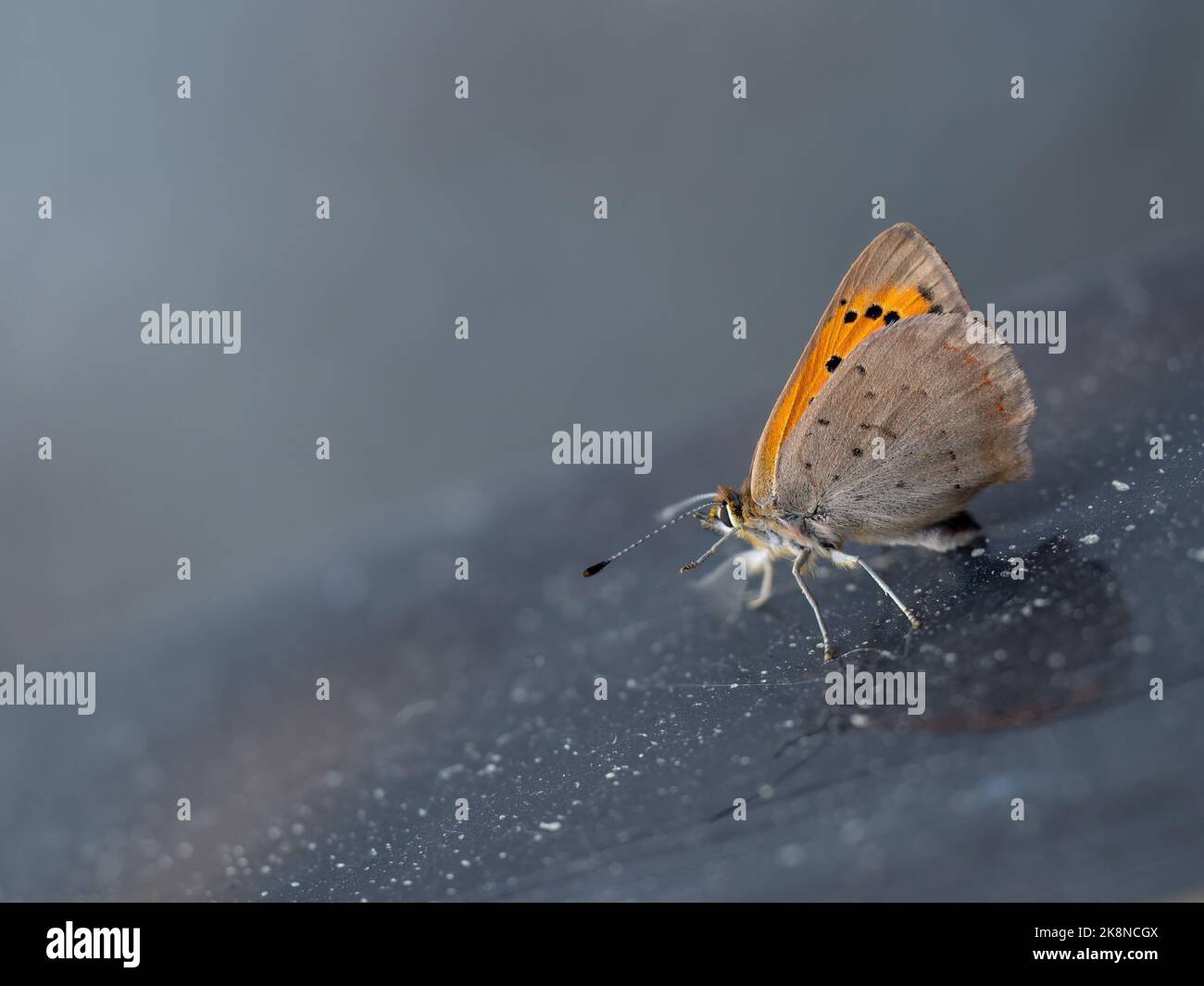 Kleines Kupfer, auch bekannt als Lycaena phlaeas-Schmetterling, der Ende Oktober dozy war, wärmt sich auf einer Motorhaube. Devon, Großbritannien Stockfoto