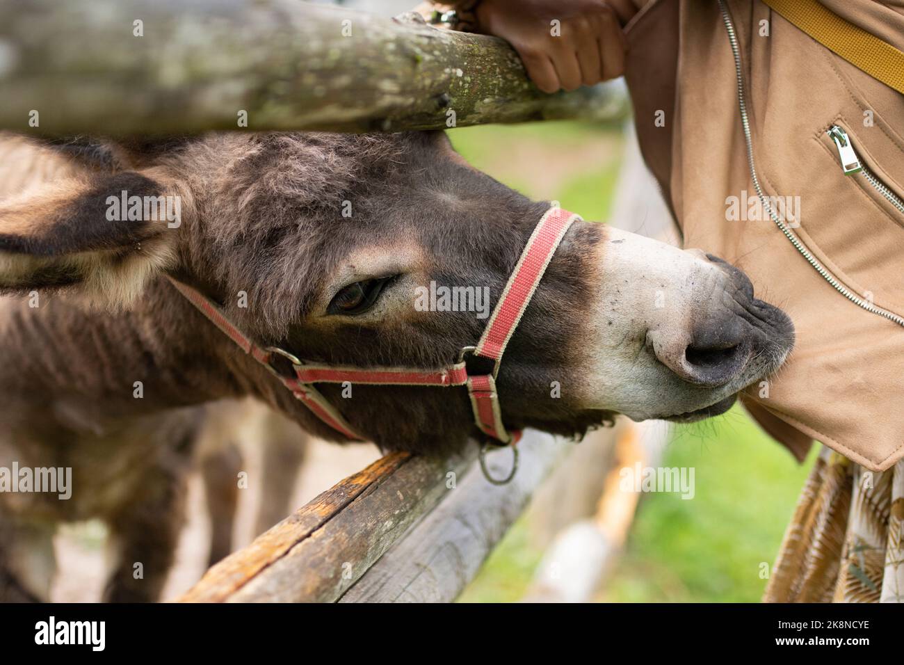 Ein süßer Pyrenäenesel fing die Jacke einer Person hinter dem Holzzaun im grünen Ackerland Stockfoto