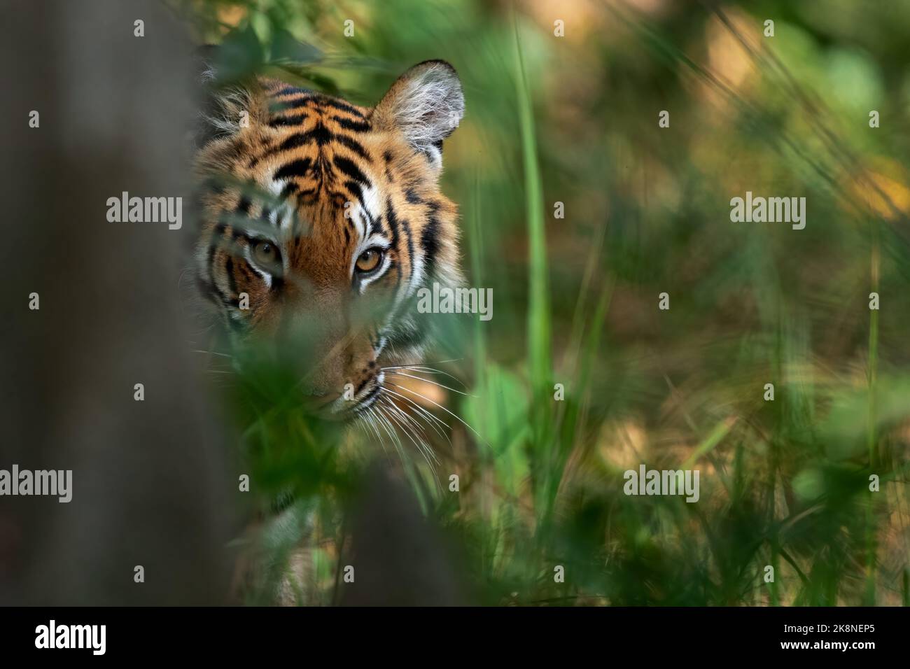 Eine junge Tigerin blickt hinter einem Termitenhügel im Dudhwa National Park, Uttar Pradesh, Indien Stockfoto