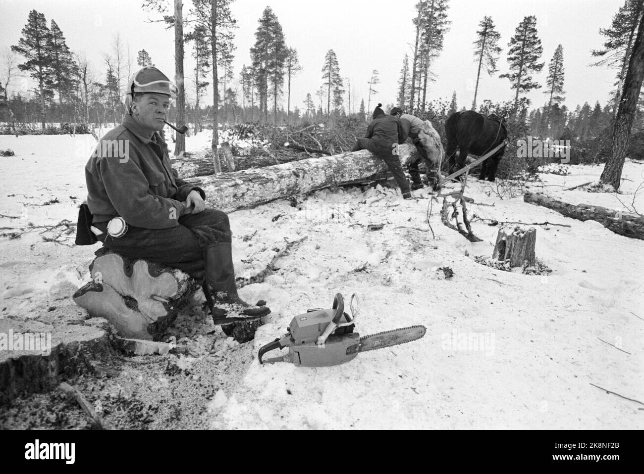 Femunden 17. Februar 1973. Die Waldbewirtschaftung von Femund in