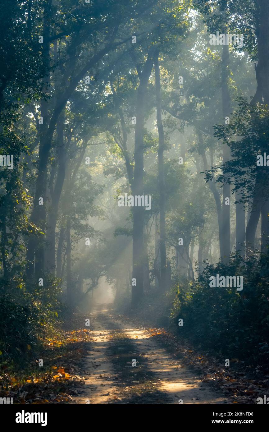 Sonnenstrahlen fallen an einem Wintermorgen im Dudhwa National Park, Uttar Pradesh, Indien, auf einen Safaripfad Stockfoto