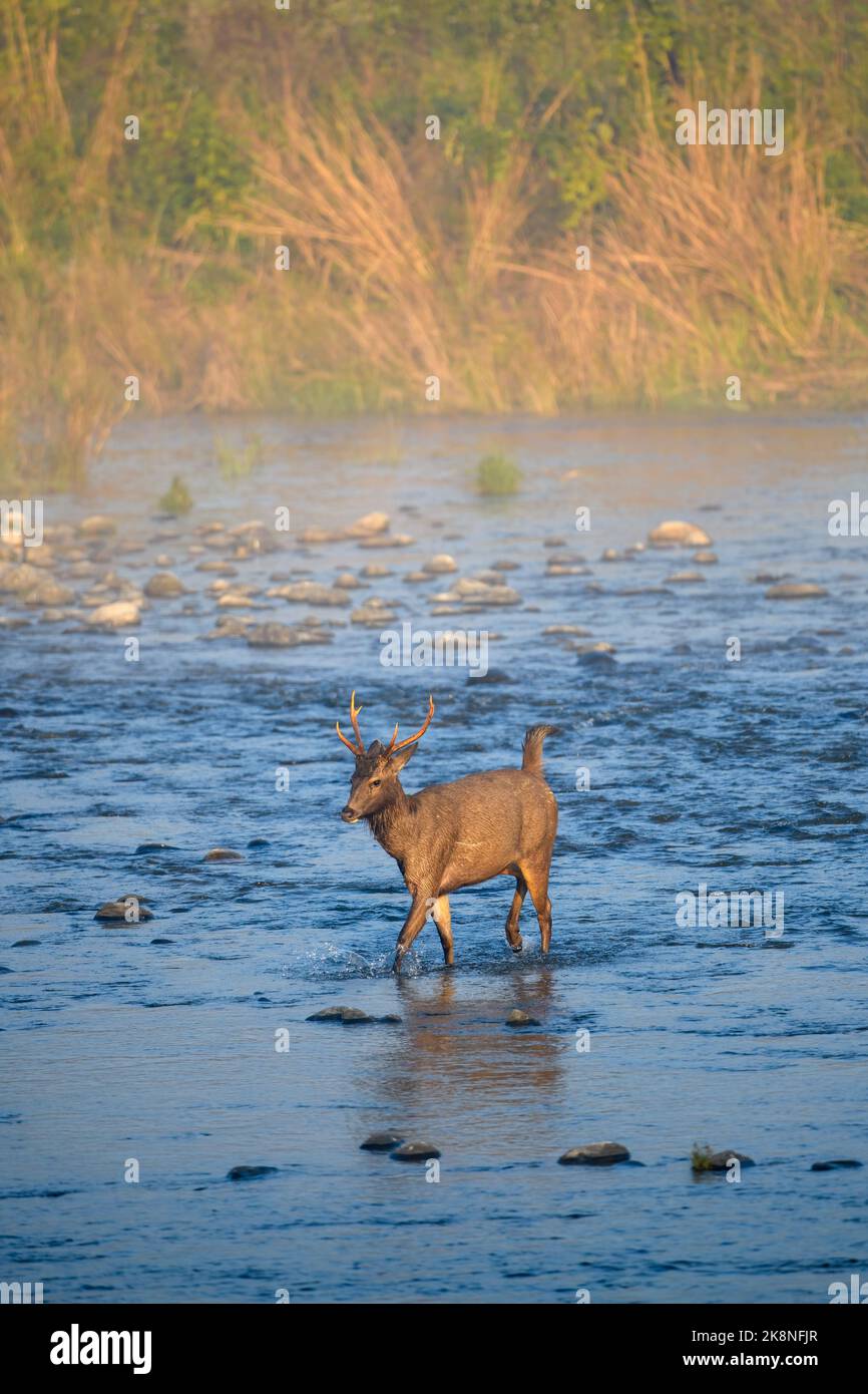 Junger Sambar-Hirsch, der an einem nebligen Wintermorgen im Jim Corbett National Park, Uttarakhand, Indien, den Ramganga River überquert Stockfoto